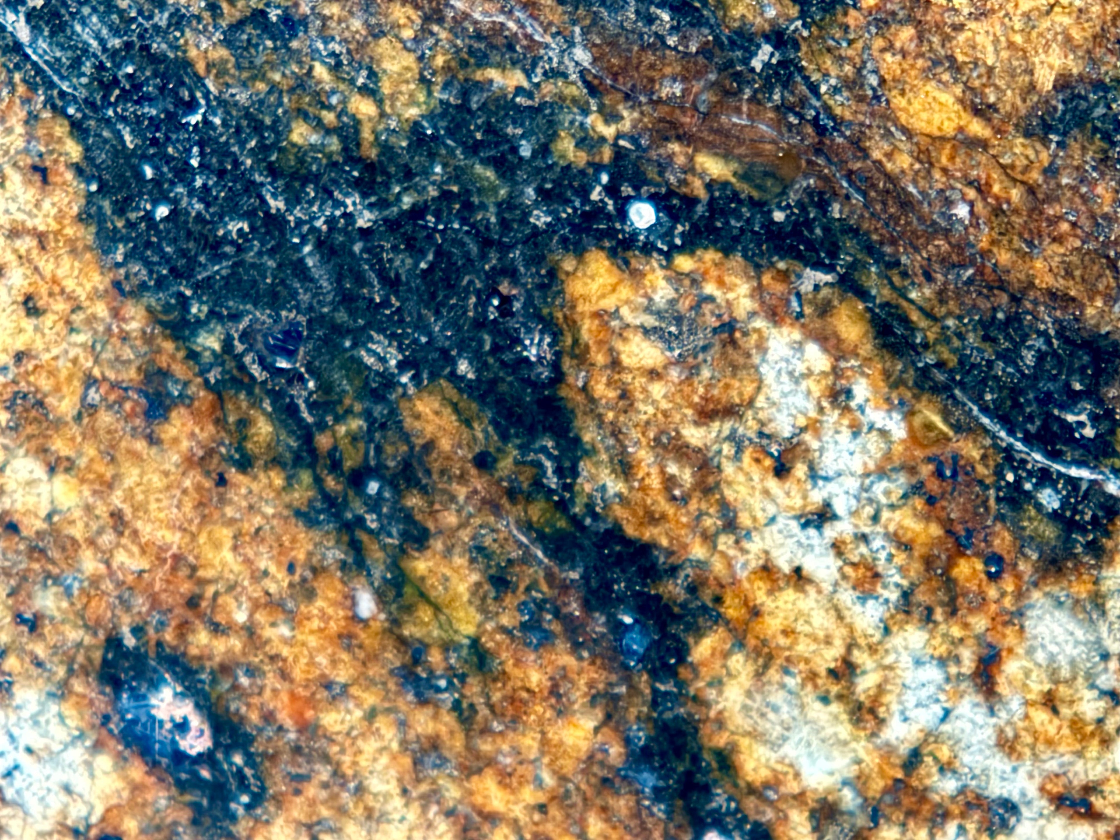 Macro photo of NWA 17298 L6 Ordinary Chondrite Meteorite showing transition zone between polished chondritic interior and dark shock glass at fusion crust edge, 209.51g