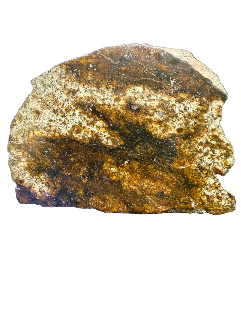 Hand-held view of NWA 17298 L6 Ordinary Chondrite Meteorite showing polished cut face with shock melt veins and partial fusion crust, 209.51g