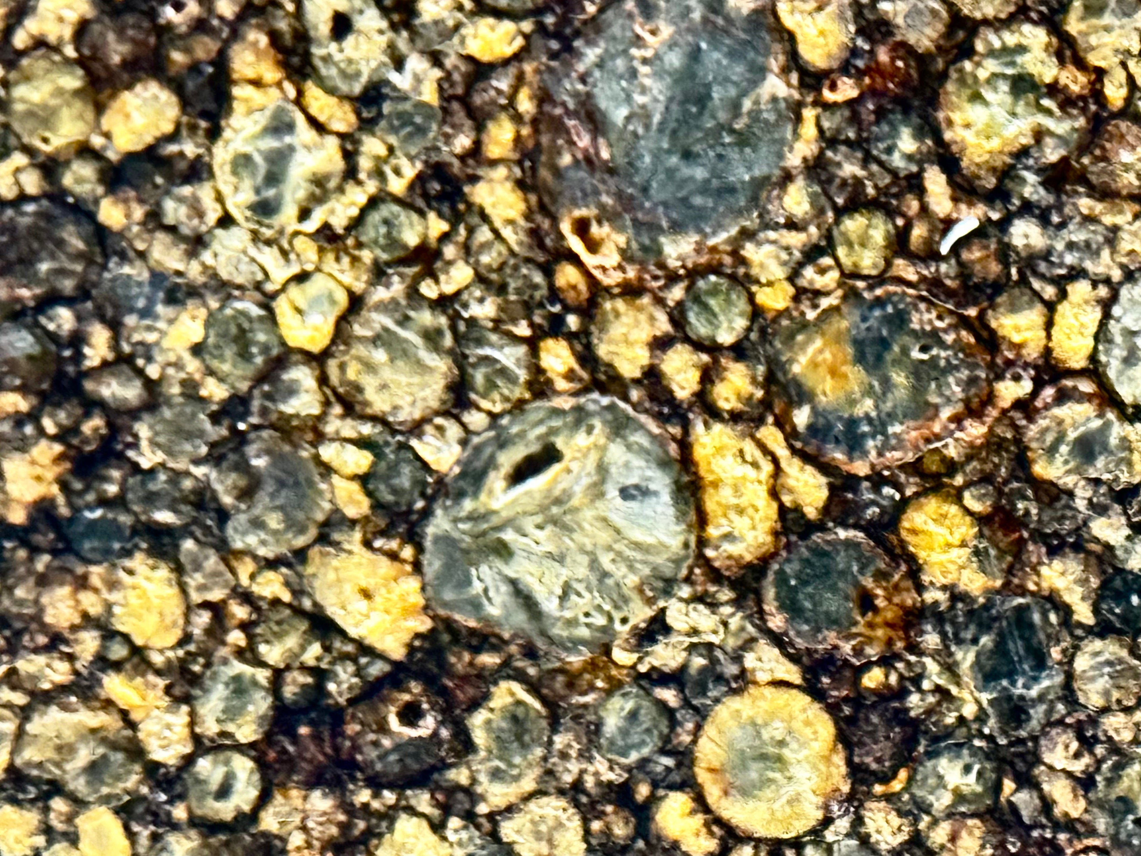 Close-up of NWA 17364 LL3.10 chondrite cut face showing unaltered chondrules in fine-grained matrix - 13.34g