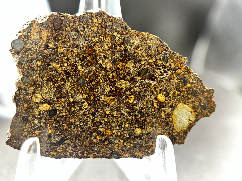 Display photo of NWA 17364 LL3.10 ordinary chondrite end cut showing fusion crust and chondritic interior - 13.34g