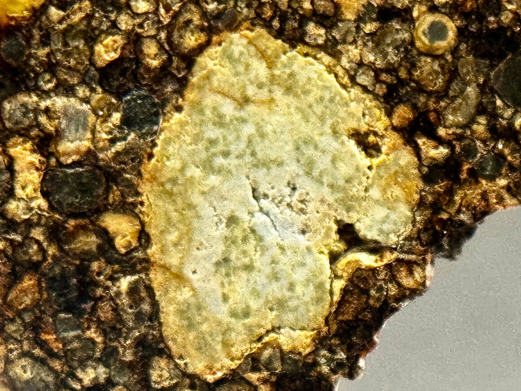Close-up of NWA 17364 LL3.10 chondrite showing large chondrule with surrounding fine-grained matrix - 13.34g