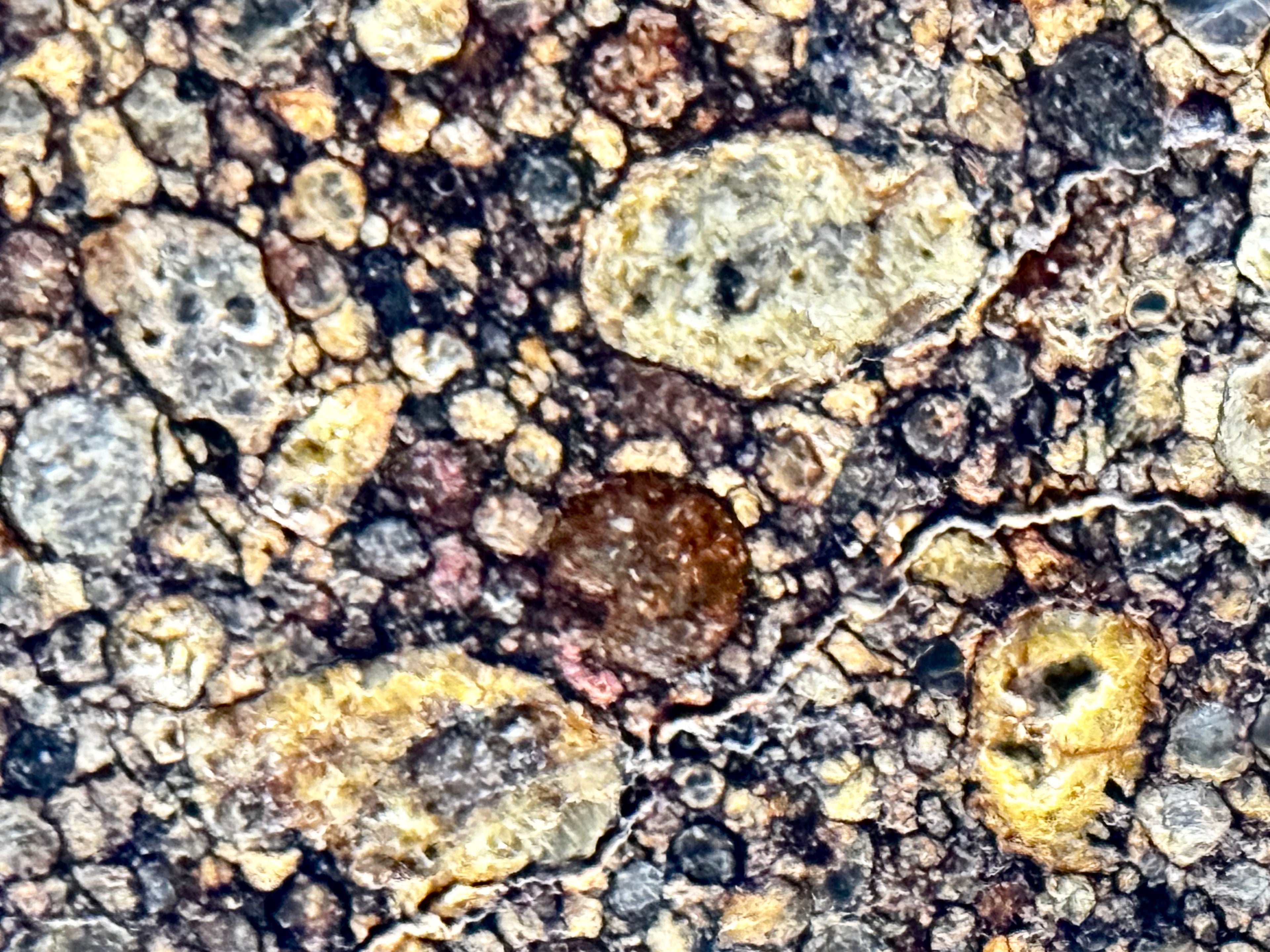 Close-up of NWA 17364 LL3.10 chondrite showing porphyritic chondrule textures and sharp matrix boundaries - 13.34g