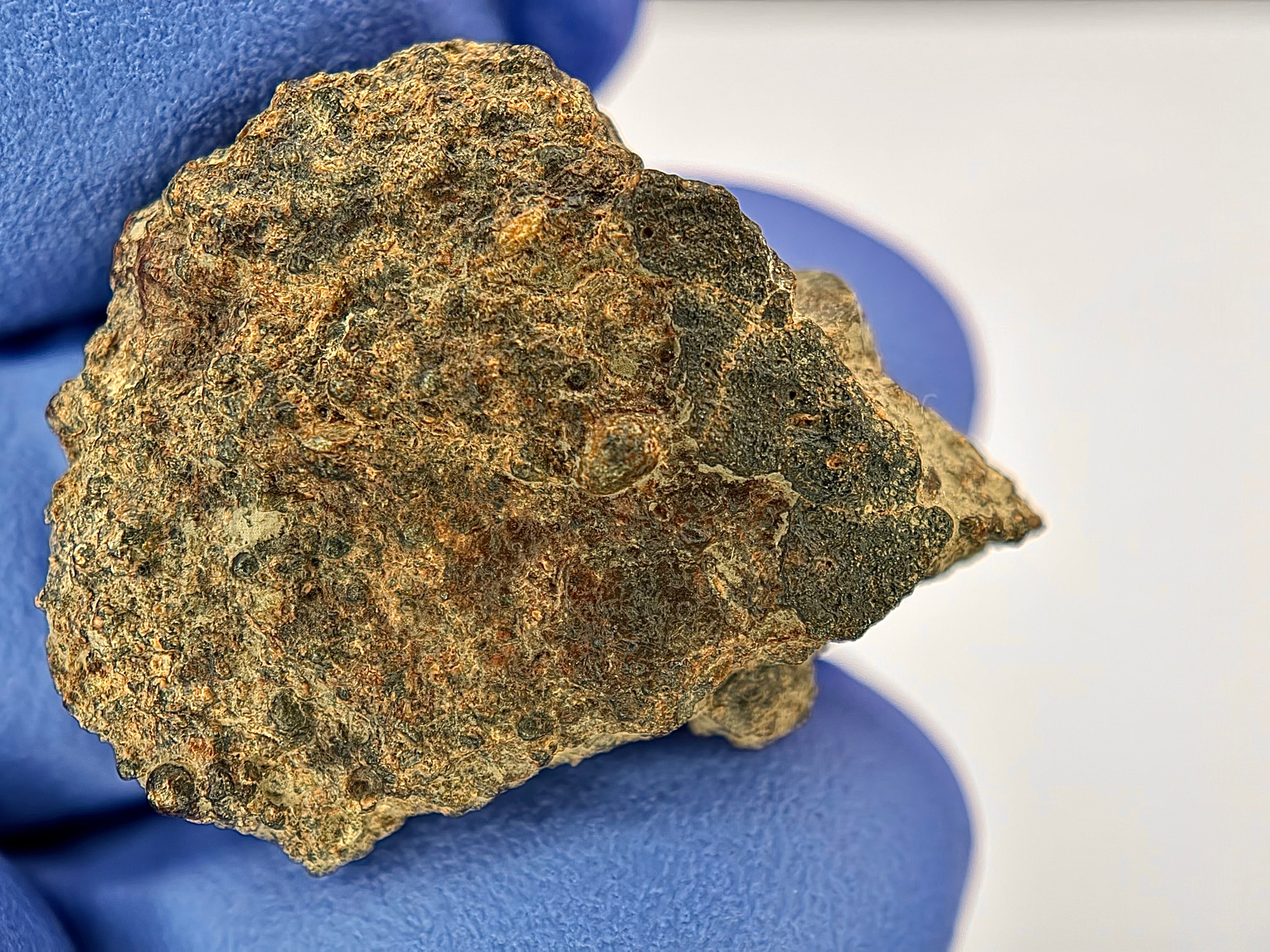 Side photo of NWA 17364 LL3.10 ordinary chondrite end cut showing raw natural surface with crust held on gloved hand, 3.25g