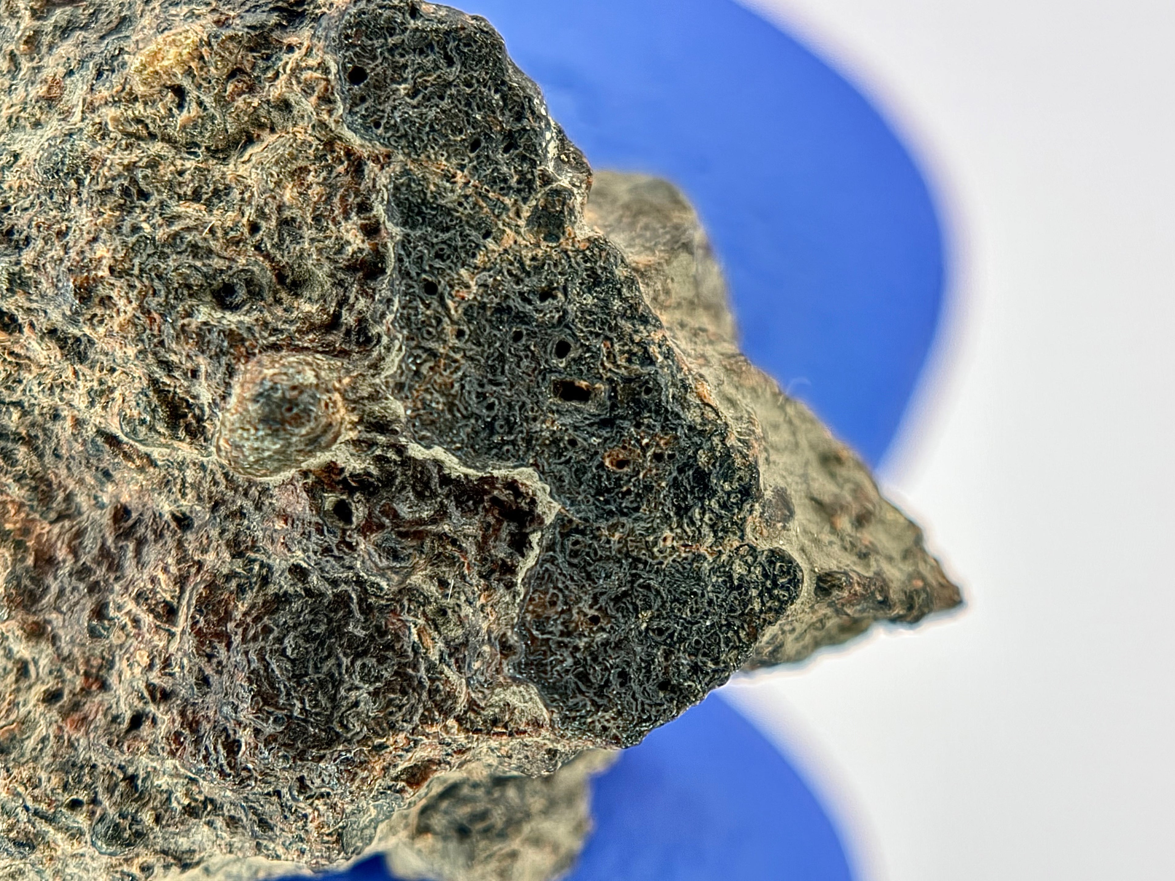 Top photo of NWA 17364 LL3.10 ordinary chondrite end cut showing exterior natural surface and polished cut face contrast, 3.25g