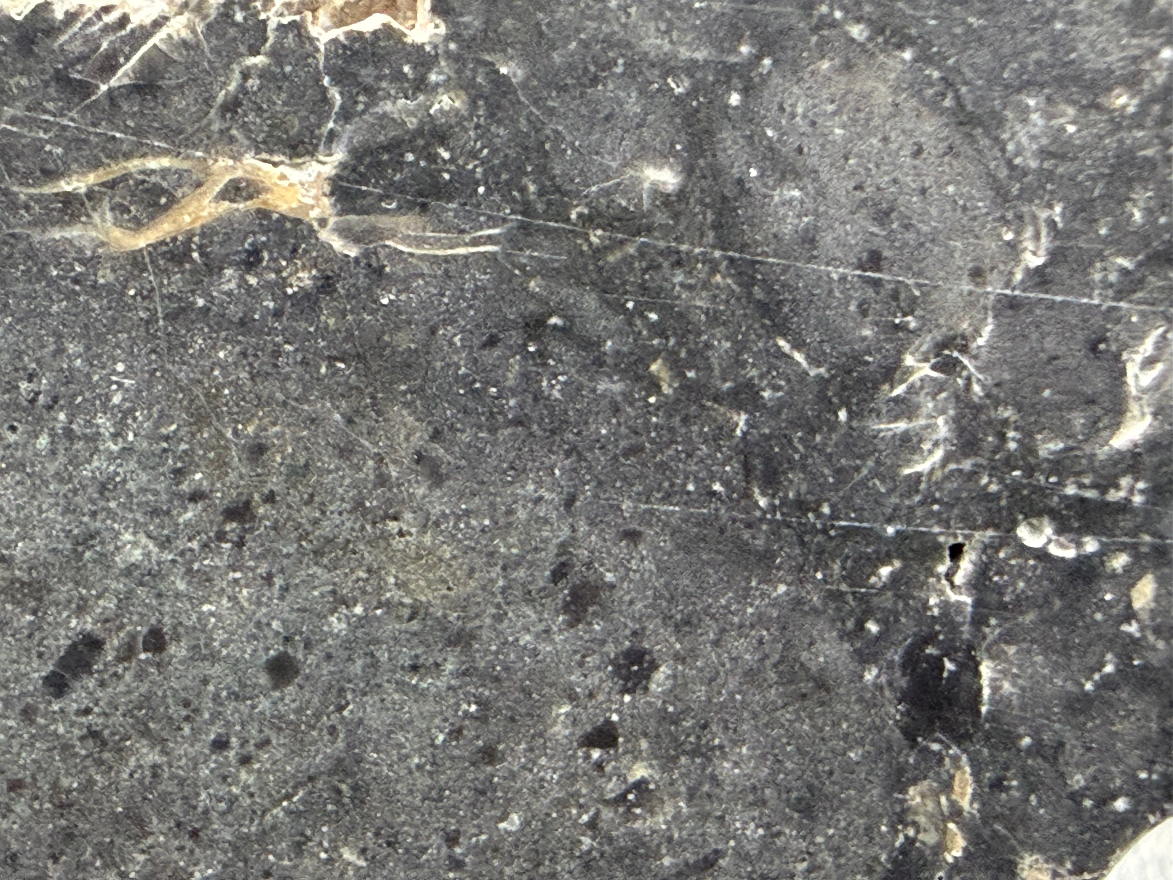 NWA 17706 lunar meteorite macro detail showing contact zone between melt breccia matrix and weathered exterior cortex