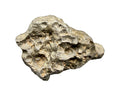 NWA 17706 lunar meteorite, 19.15 g complete individual, desert varnished gray surface with deep pits, on a white background