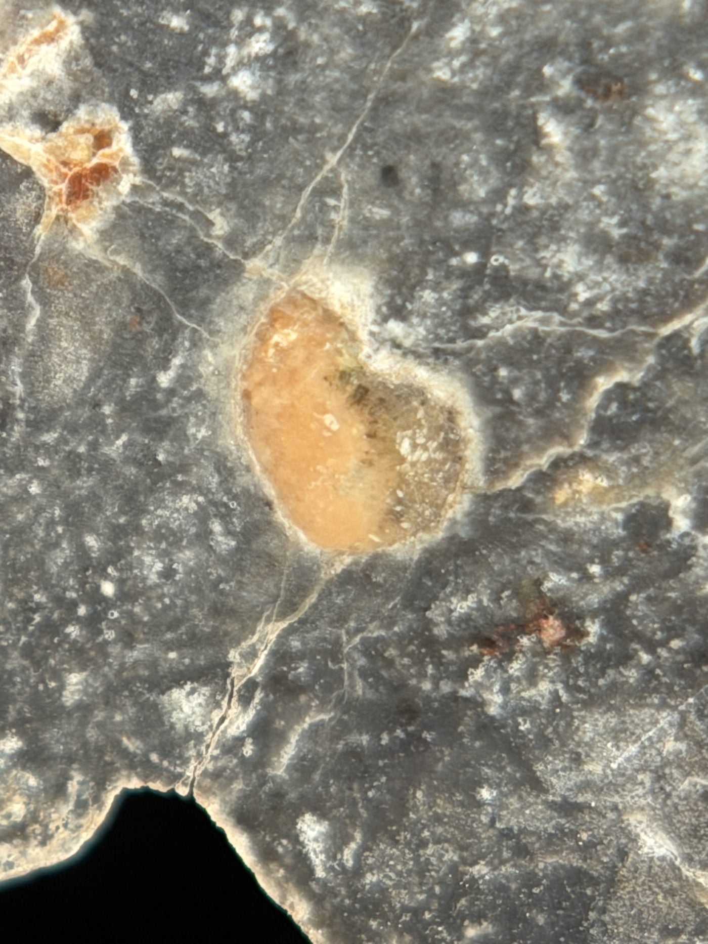 Macro view of NWA 17706 Lunar meteorite showing a rounded tan clast in the melt matrix, 2.20g