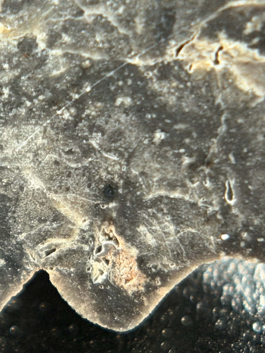 Macro view of NWA 17706 Lunar meteorite showing fine-grained matrix texture on the cut face, 2.20g