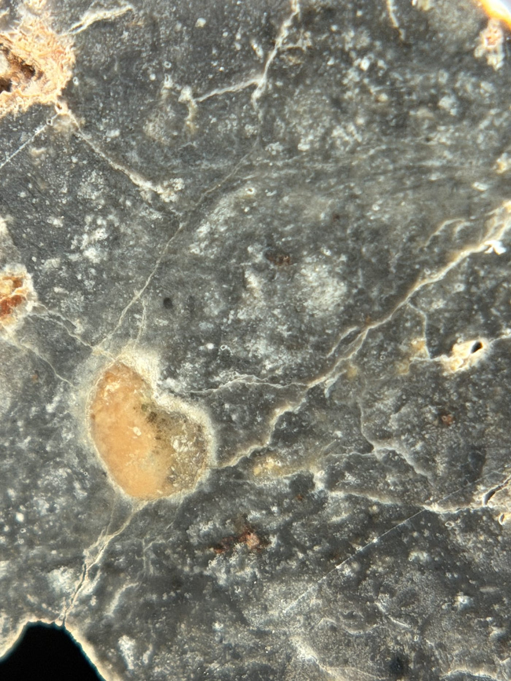 Macro view of NWA 17706 Lunar meteorite showing light veinlets crossing the cut face, 2.20g