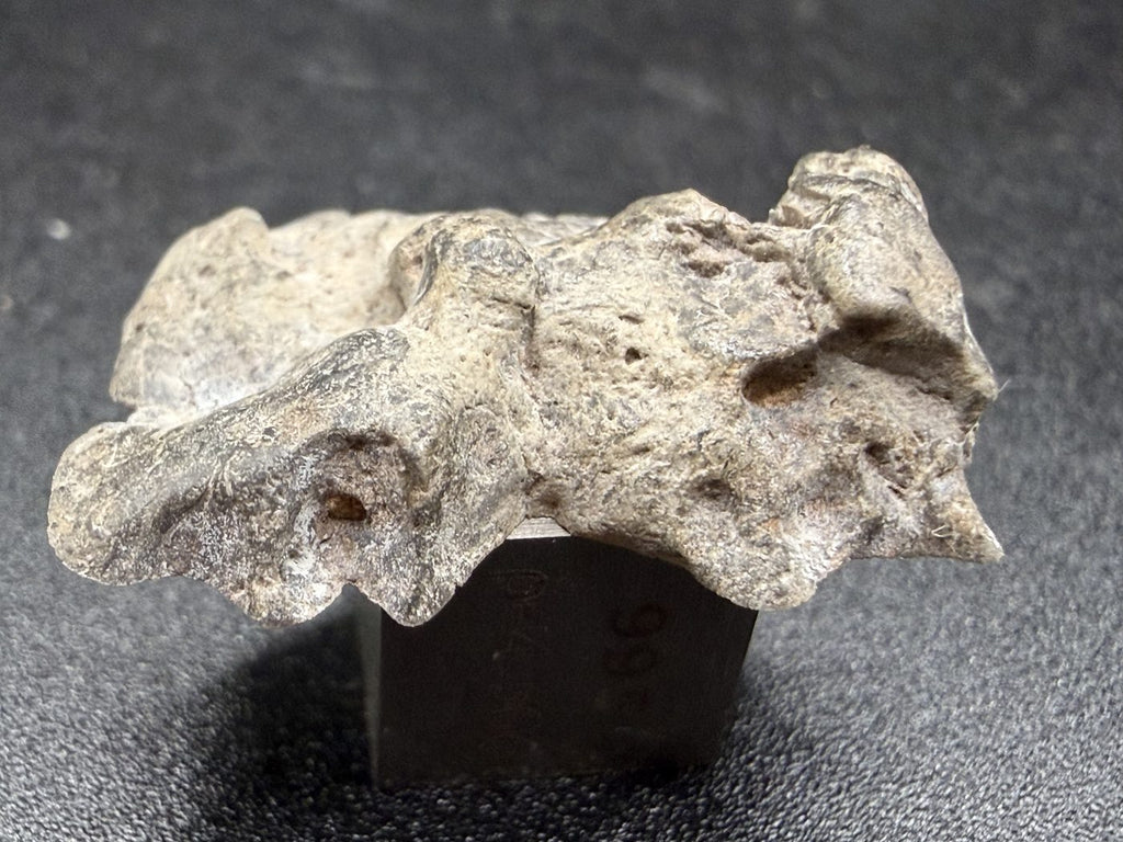 Edge view of NWA 17706 Lunar meteorite showing hollows in the desert varnished exterior, 2.20g