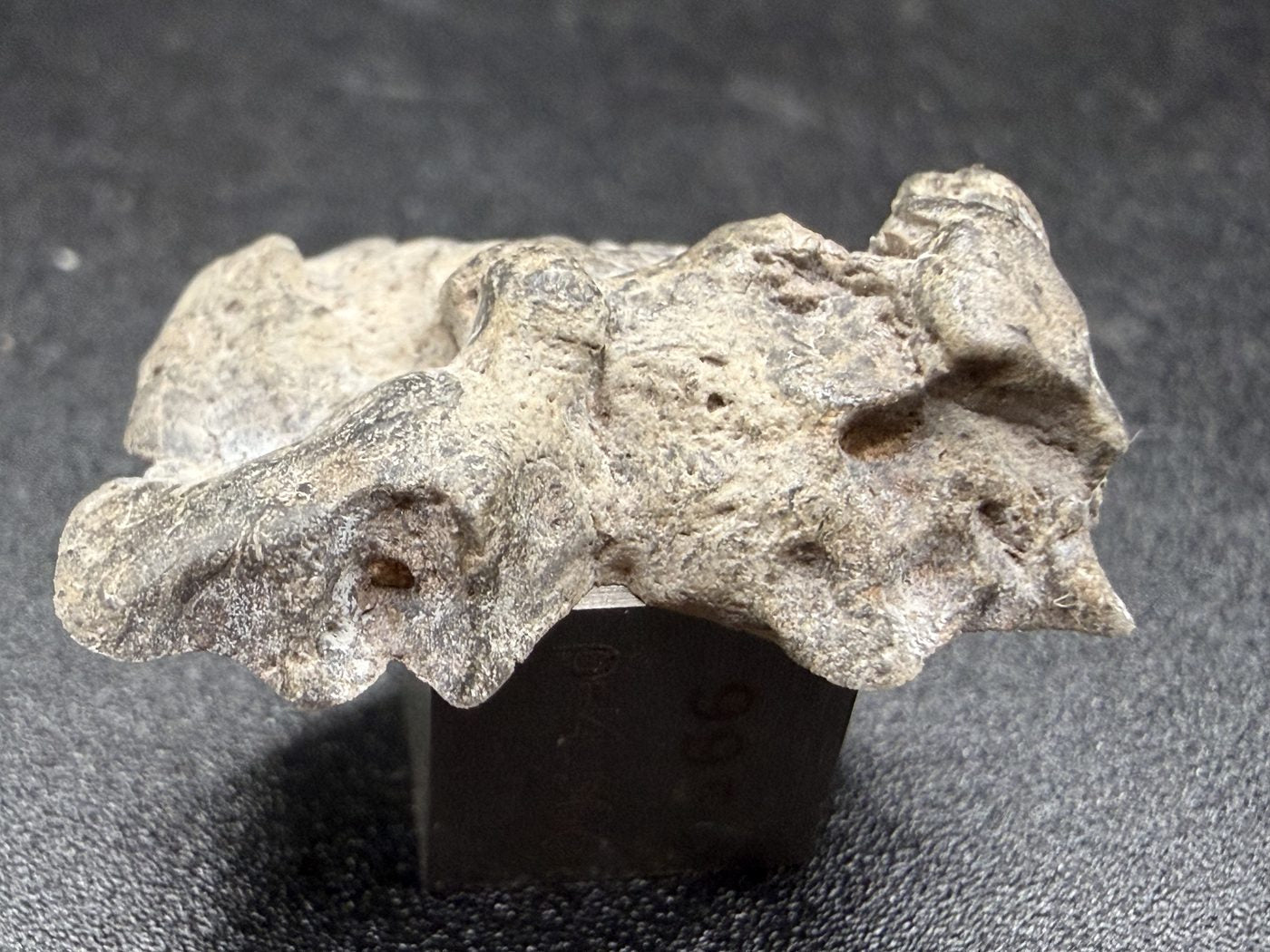 Edge view of NWA 17706 Lunar meteorite showing hollows in the desert varnished exterior, 2.20g