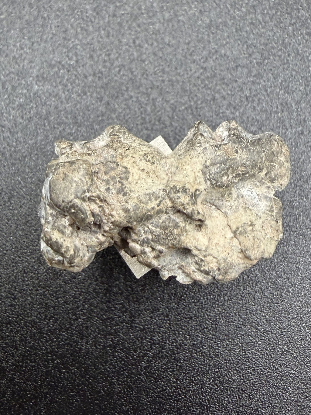 Profile view of NWA 17706 Lunar meteorite showing end cut thickness and exterior surface, 2.20g