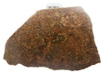 Mirror polished face of NWA 17916 CO3 carbonaceous chondrite meteorite slice showing dense chondrule population, 11.28g