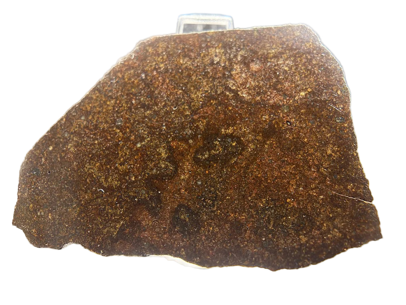 Mirror polished face of NWA 17916 CO3 carbonaceous chondrite meteorite slice showing dense chondrule population, 11.28g