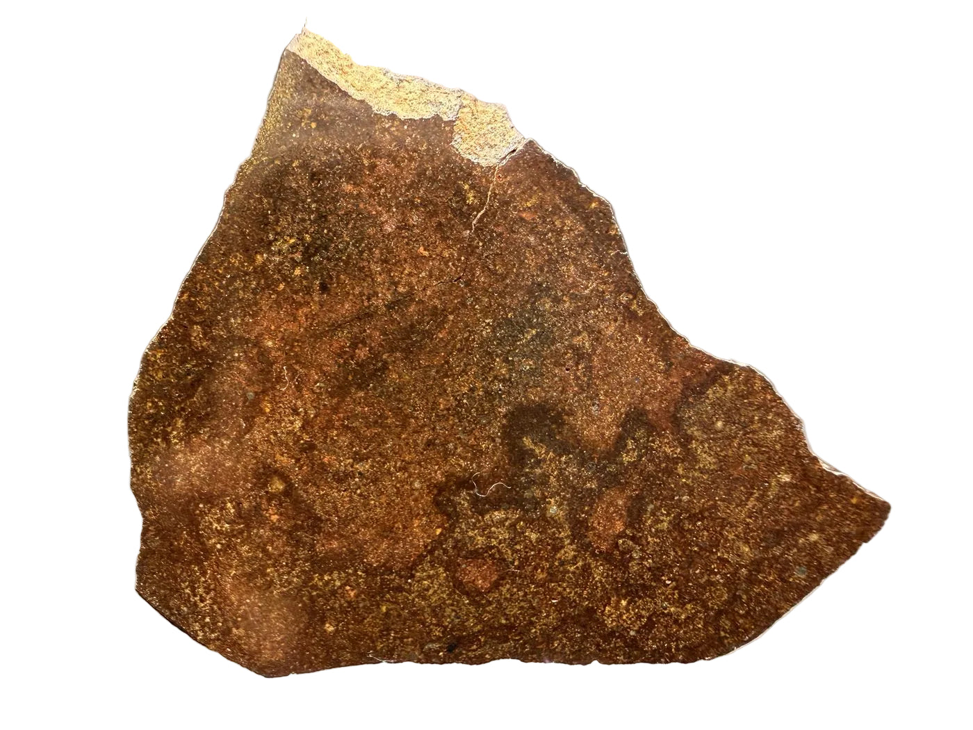 Mirror polished face of NWA 17916 CO3 carbonaceous chondrite meteorite slice with pale caliche along the upper edge, 12.00g