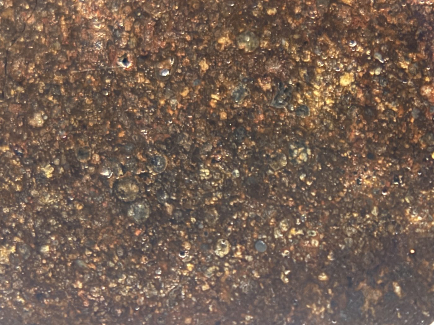 Macro detail of NWA 17916 CO3 carbonaceous chondrite meteorite showing individual chondrules in grey and olive against the matrix, 13.00g