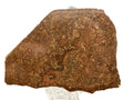 Mirror polished face of NWA 17916 CO3 carbonaceous chondrite meteorite slice showing dense chondrule population, 13.00g