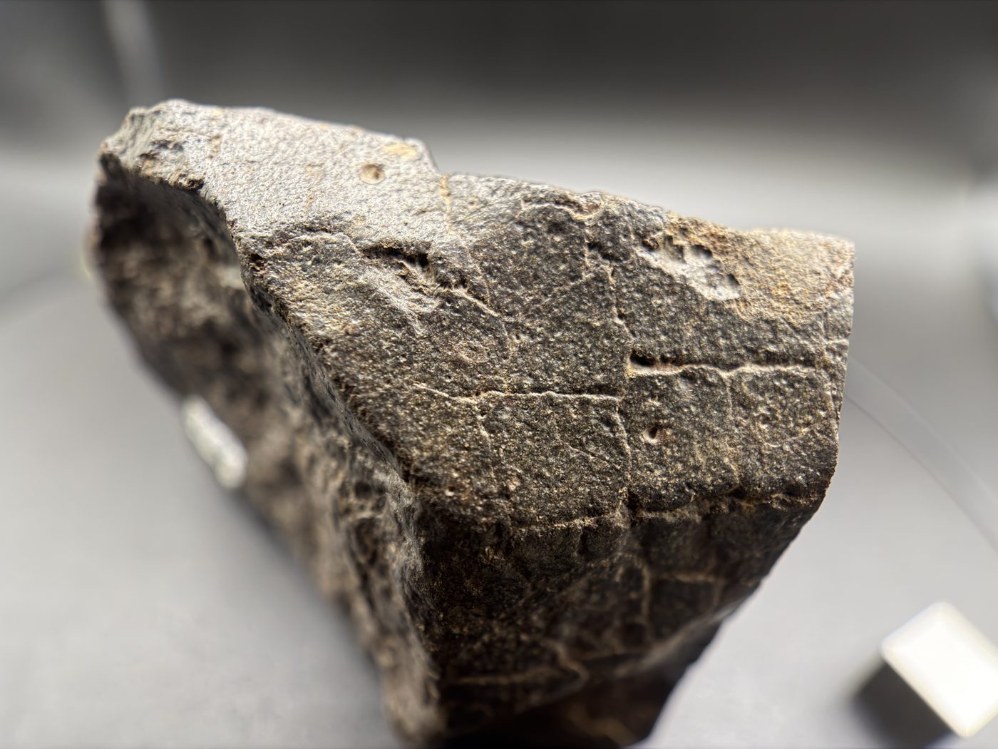 NWA 17916 CO3 Carbonaceous Chondrite Meteorite End Cut, Main Mass with Fusion Crust, 320.79g