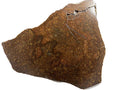 NWA 17916 CO3 Carbonaceous Chondrite Meteorite End Cut, Main Mass with Fusion Crust, 320.79g