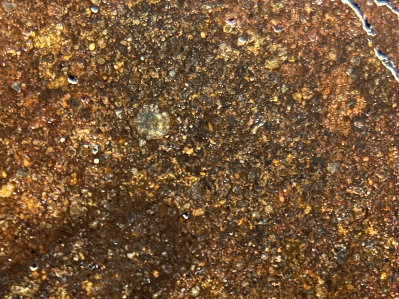 NWA 17916 CO3 Carbonaceous Chondrite Meteorite End Cut, Main Mass with Fusion Crust, 320.79g
