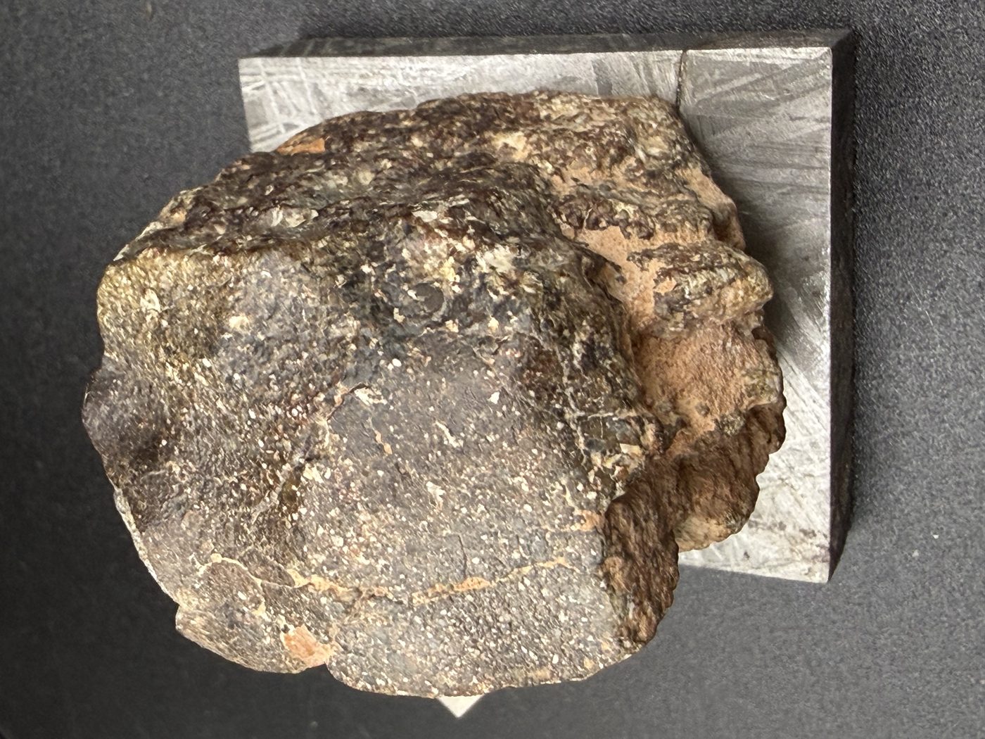 Overhead view of NWA 17918 Diogenite-pm meteorite showing the full cut surface, 123.55g