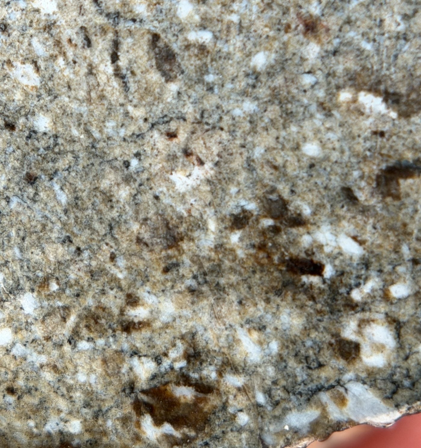 Macro view of NWA 17918 Diogenite-pm meteorite showing clasts near the edge of the cut face, 123.55g