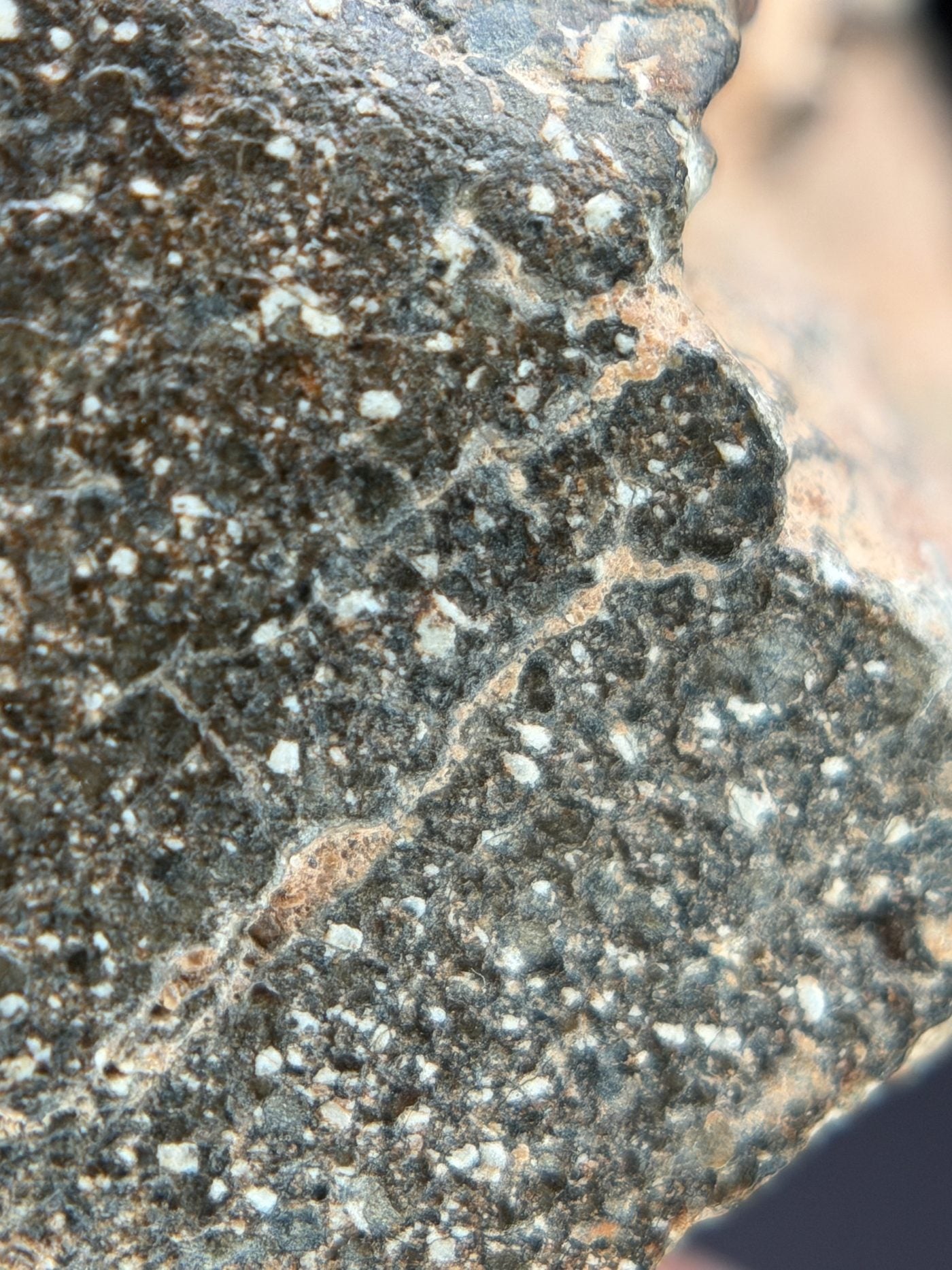 Macro view of NWA 17918 Diogenite-pm meteorite showing contact between fusion crust and interior, 123.55g