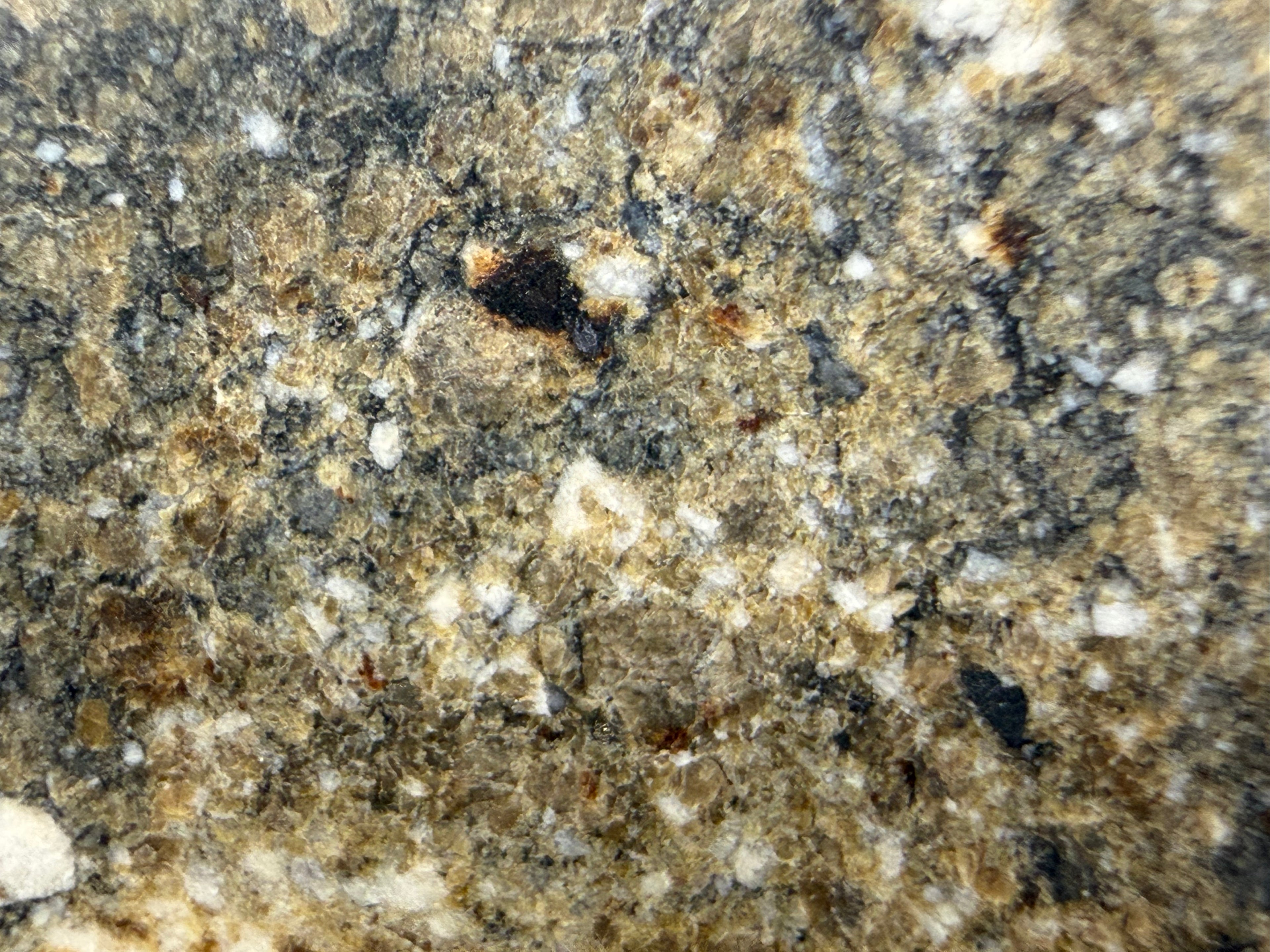 NWA 17918 diogenite meteorite 9.29g -- clast boundaries between different orthopyroxene-rich fragments