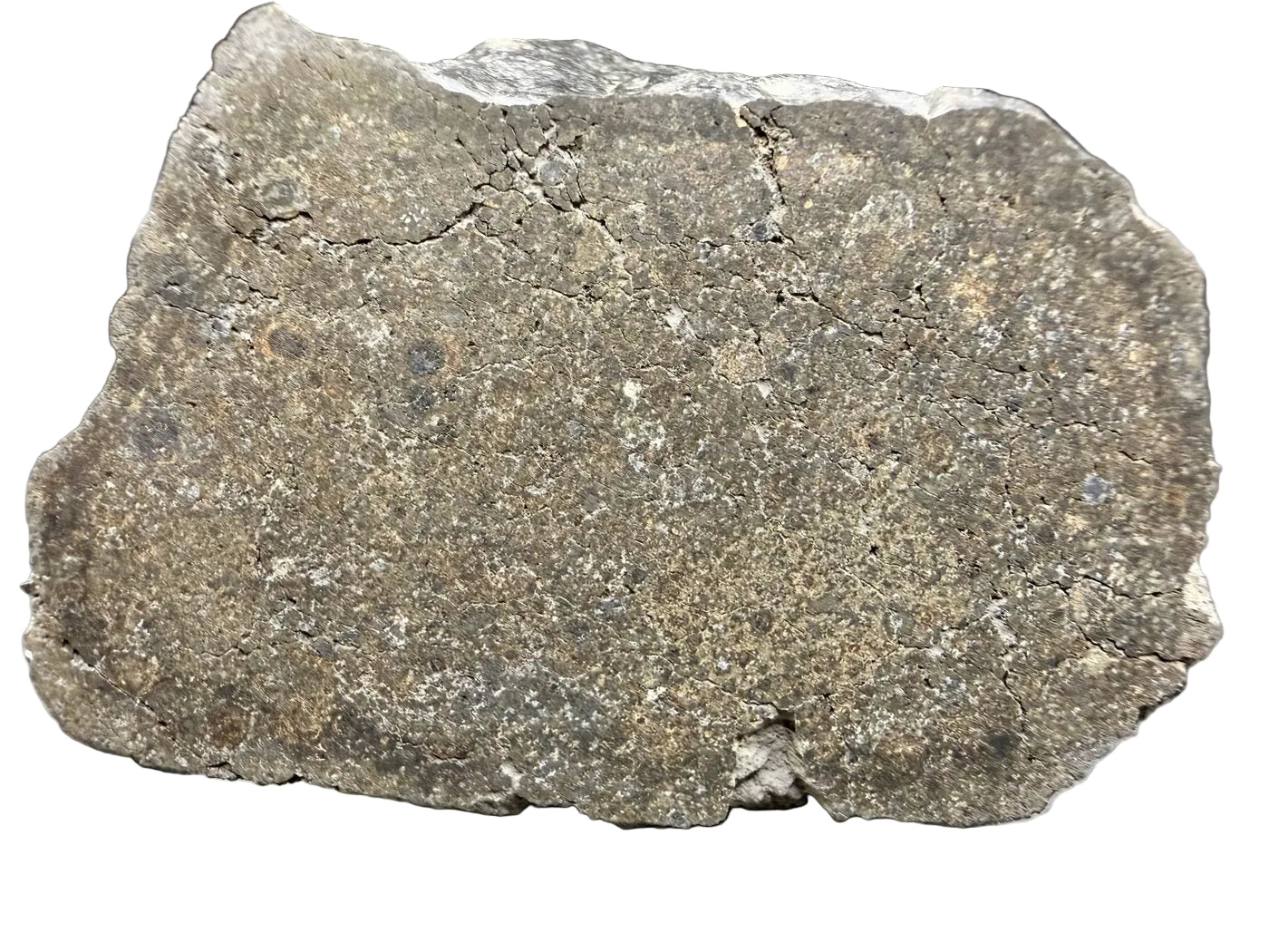Close view of NWA 17920 CK6 meteorite showing fractured cut face and clast-rich zones, 279.83g