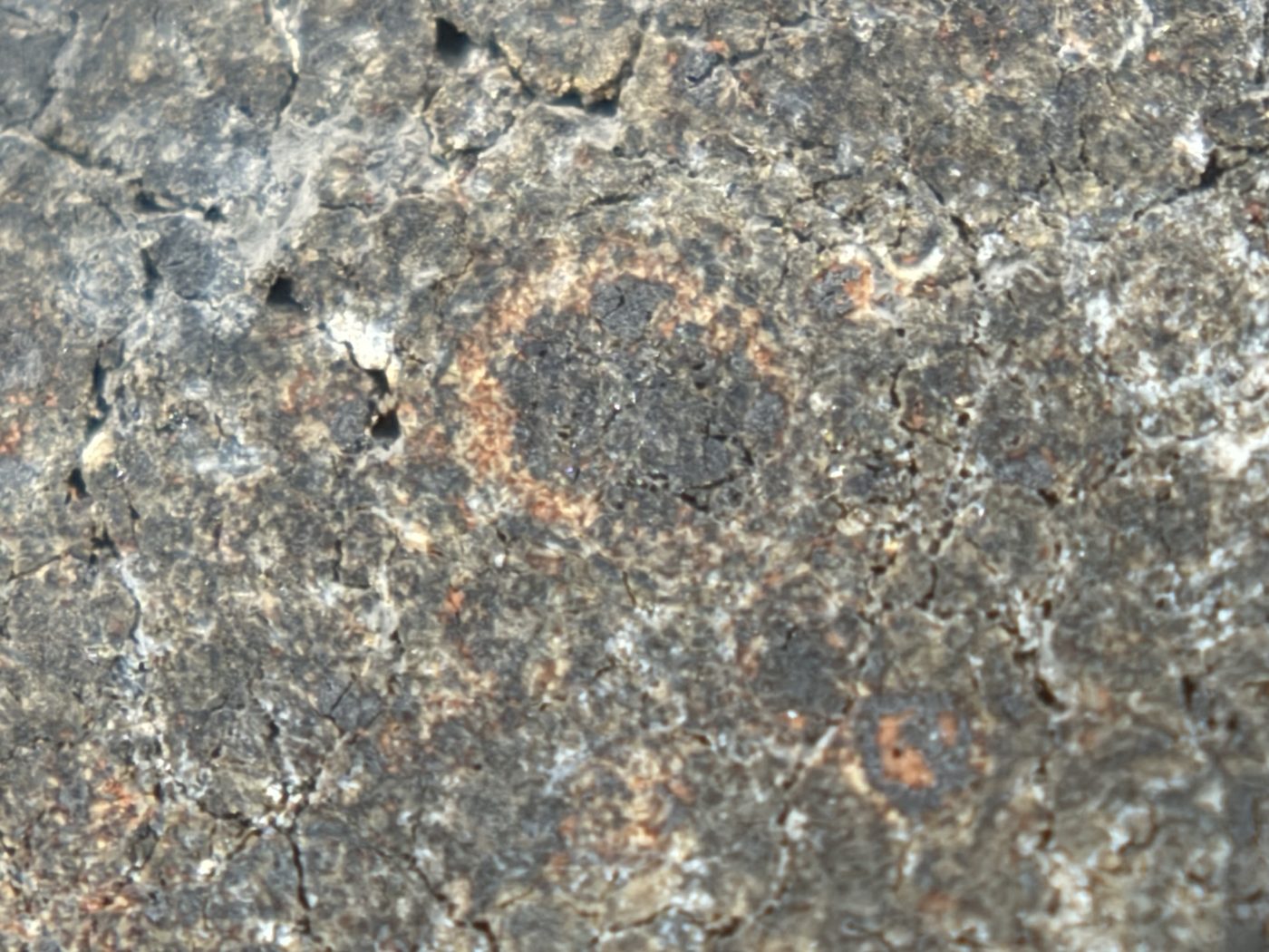 NWA 17920 CK6 Carbonaceous Chondrite Meteorite End Cut, Main Mass with Primary Fusion Crust, 279.83g