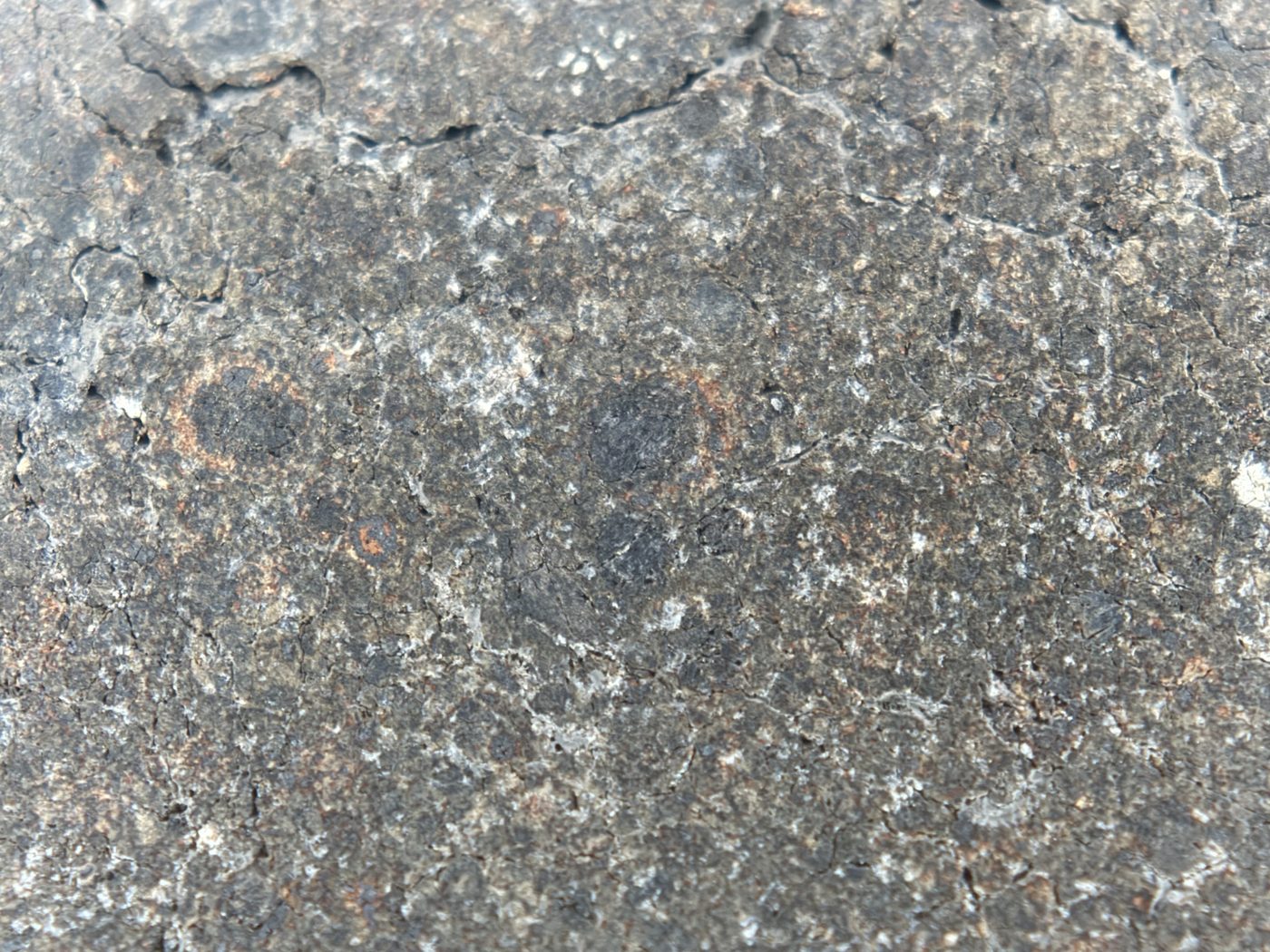 NWA 17920 CK6 Carbonaceous Chondrite Meteorite End Cut, Main Mass with Primary Fusion Crust, 279.83g