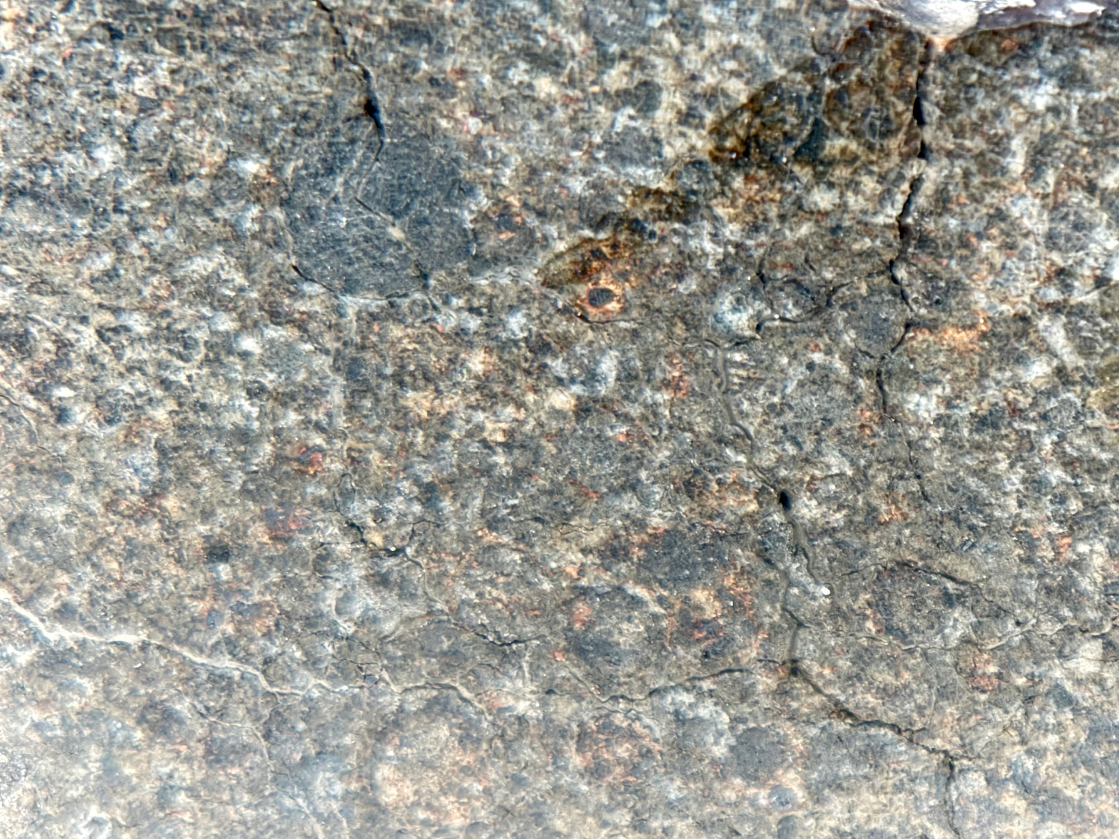 Macro view of NWA 17920 polished meteorite slice surface texture and chondrules