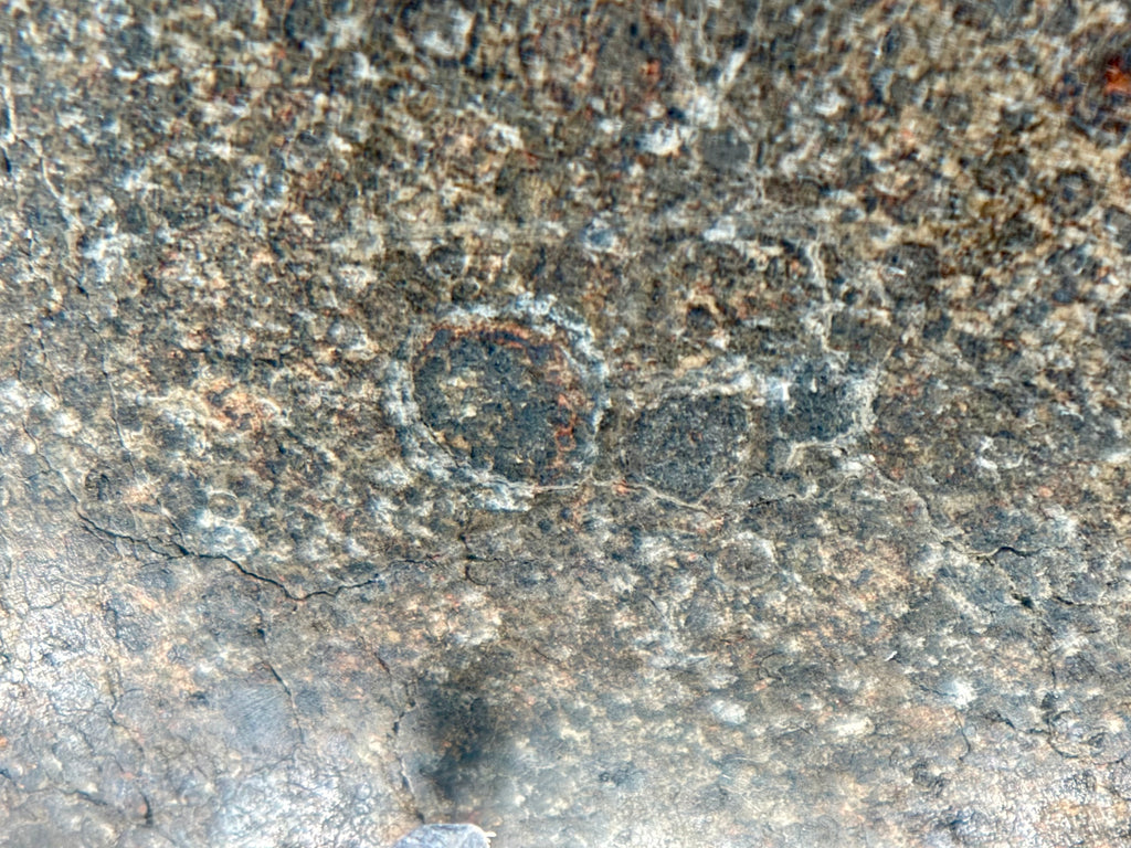 Detailed close-up of NWA 17920 polished meteorite slice with visible chondrules