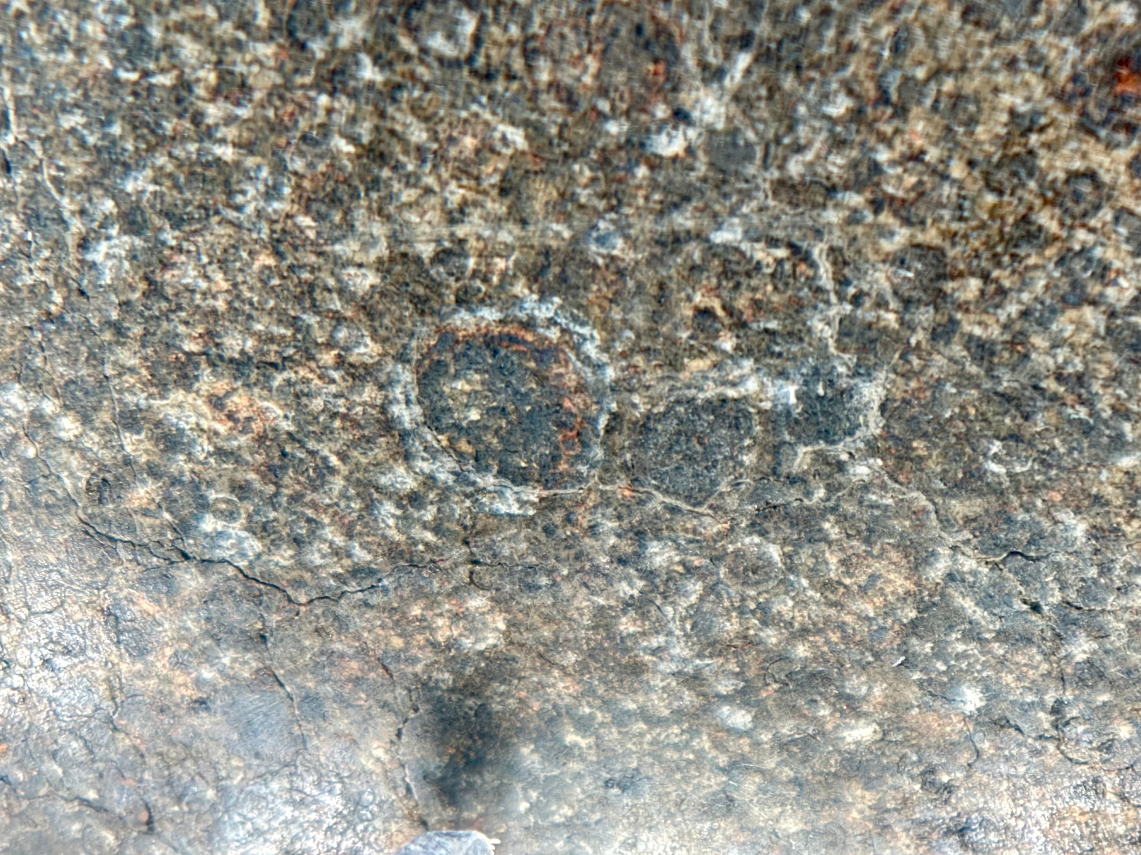 Detailed close-up of NWA 17920 polished meteorite slice with visible chondrules