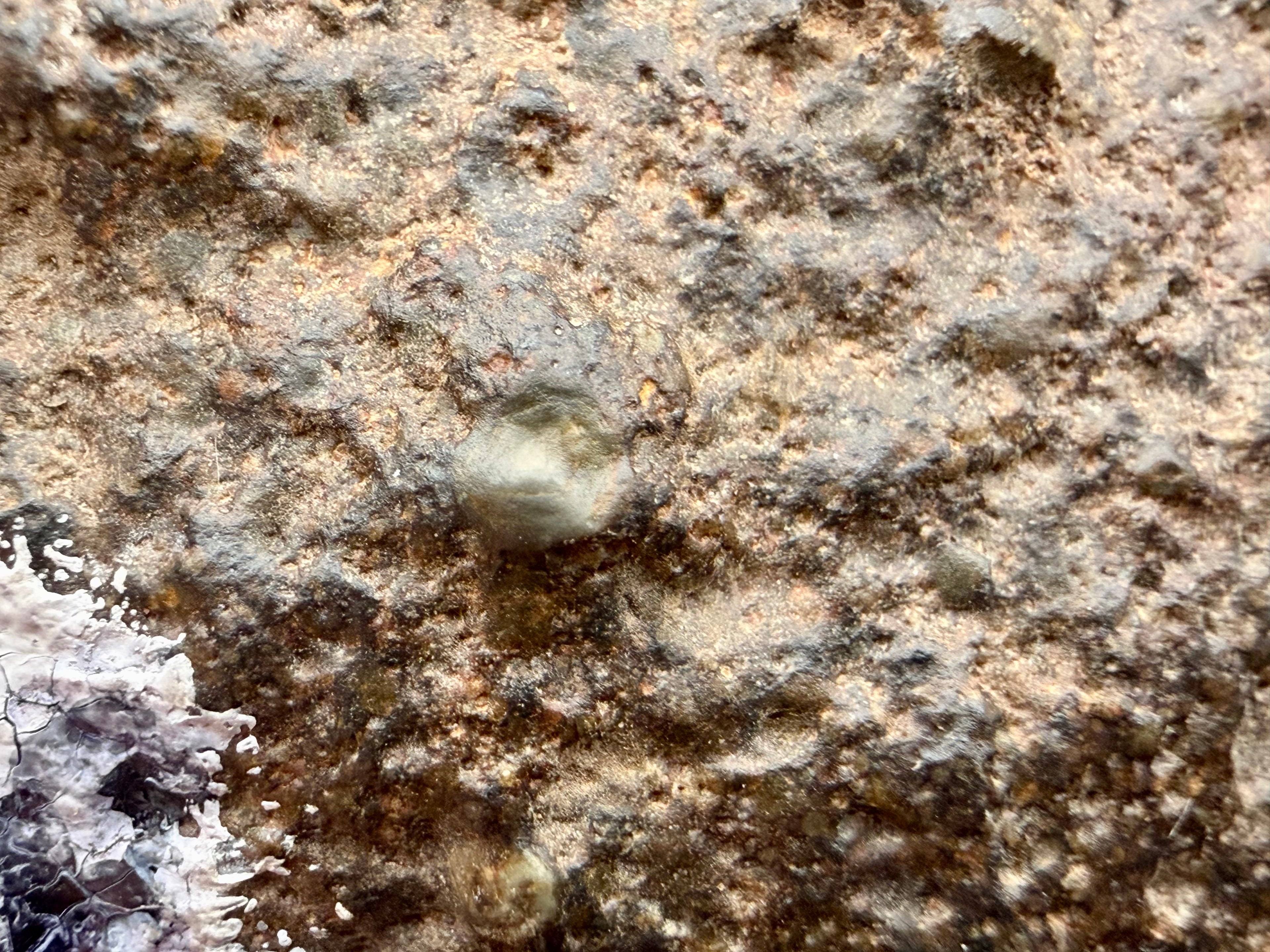 Surface detail of NWA 18118 with a pale clast and a small caliche deposit