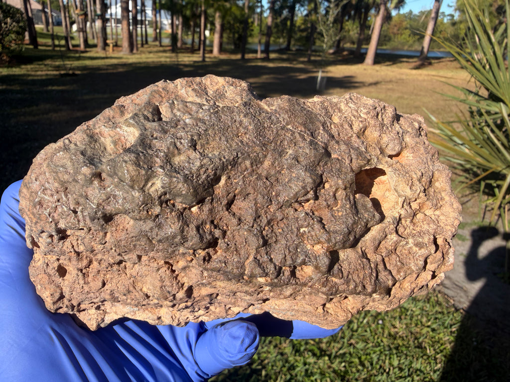 NWA 18211 lunar meteorite 2576.00g -- scale comparison showing complete individual mass and intact morphology of classificati