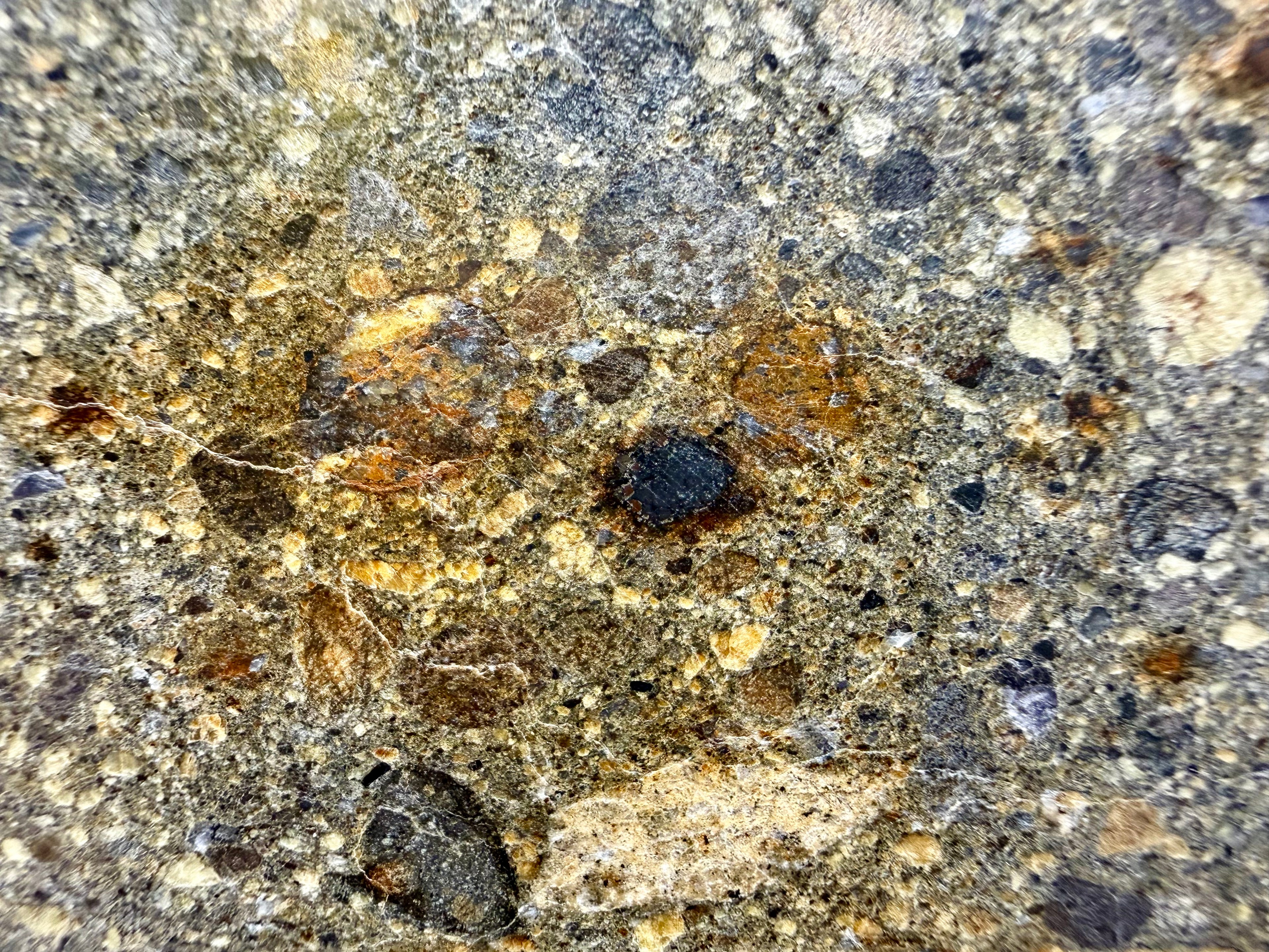 Macro view of NWA 18448 brecciated eucrite showing diverse clast population including dark pyroxene-rich and yellow feldspathic clasts