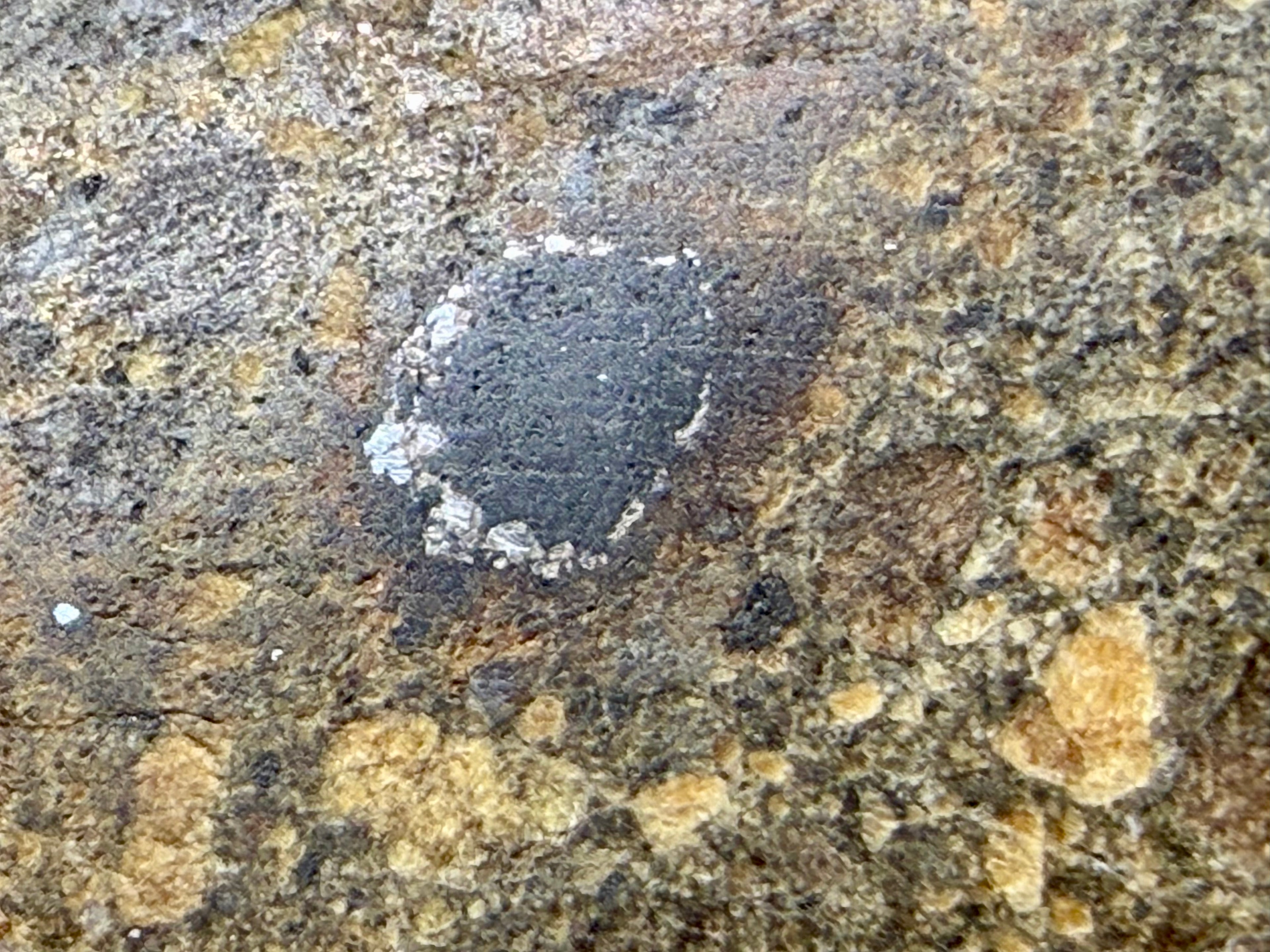 Close-up of accessory FeNi metal flecks visible across the polished face of NWA 18448 brecciated eucrite