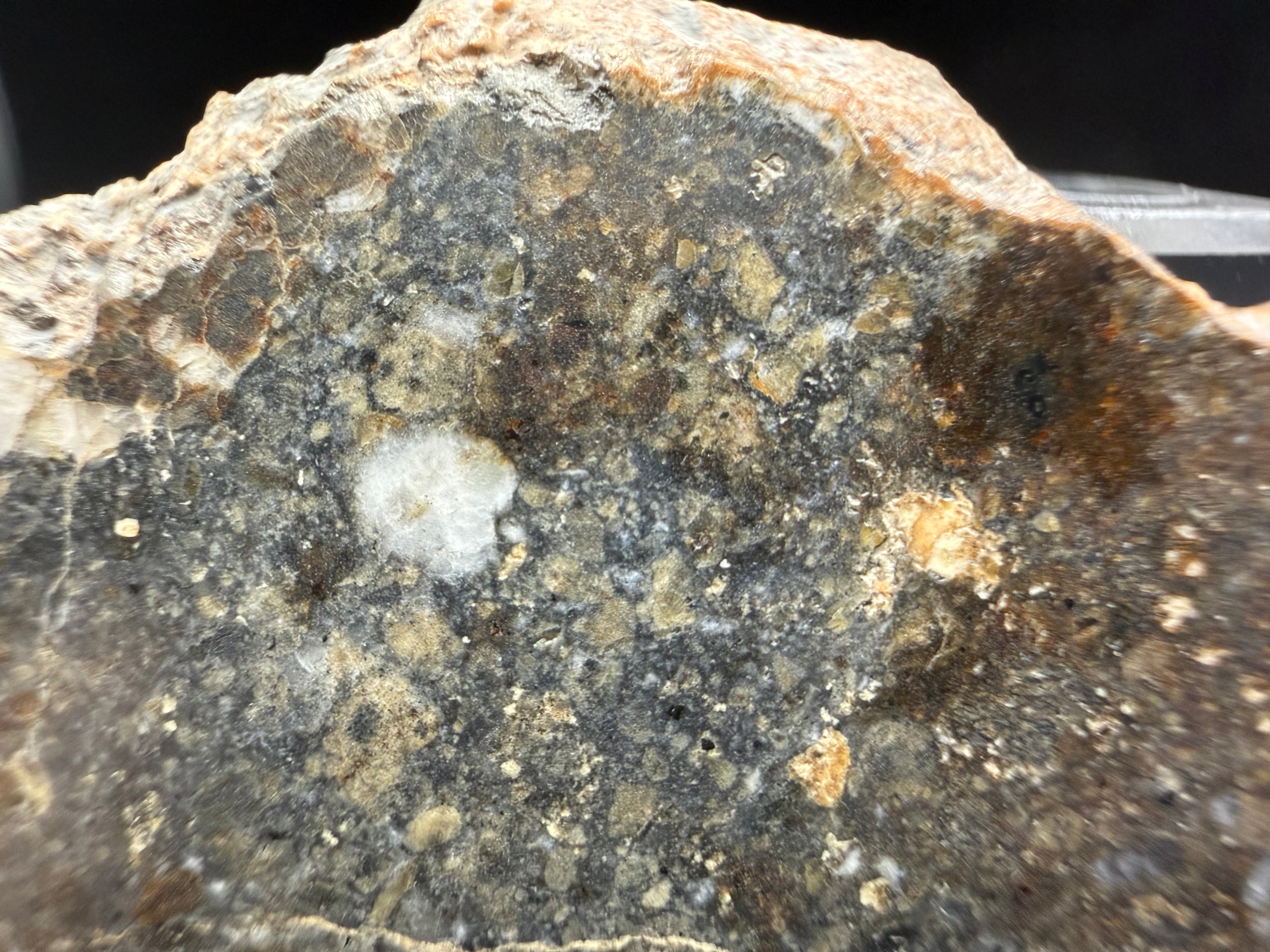 Large light colored clast within NWA 18452 eucrite breccia meteorite slice