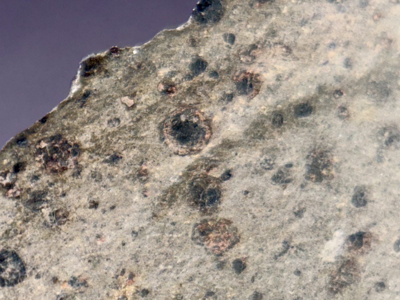 NWA 18496 CK6 carbonaceous chondrite, macro of cut interior showing inclusions