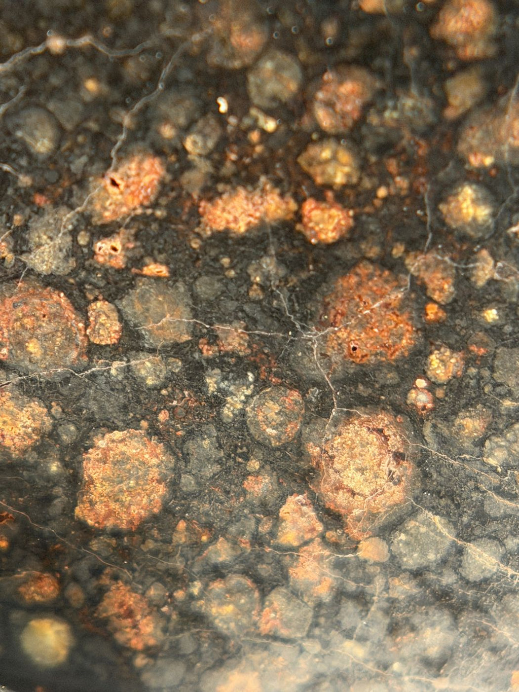 Chondrules across the cut face of NWA 18497 CVox3 carbonaceous chondrite