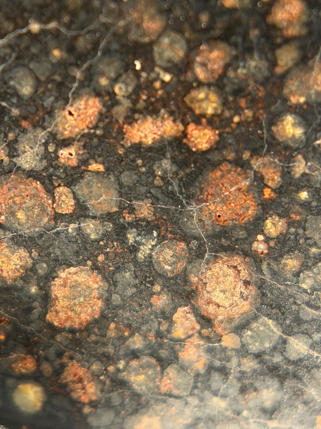 Chondrules across the cut face of NWA 18497 CVox3 carbonaceous chondrite