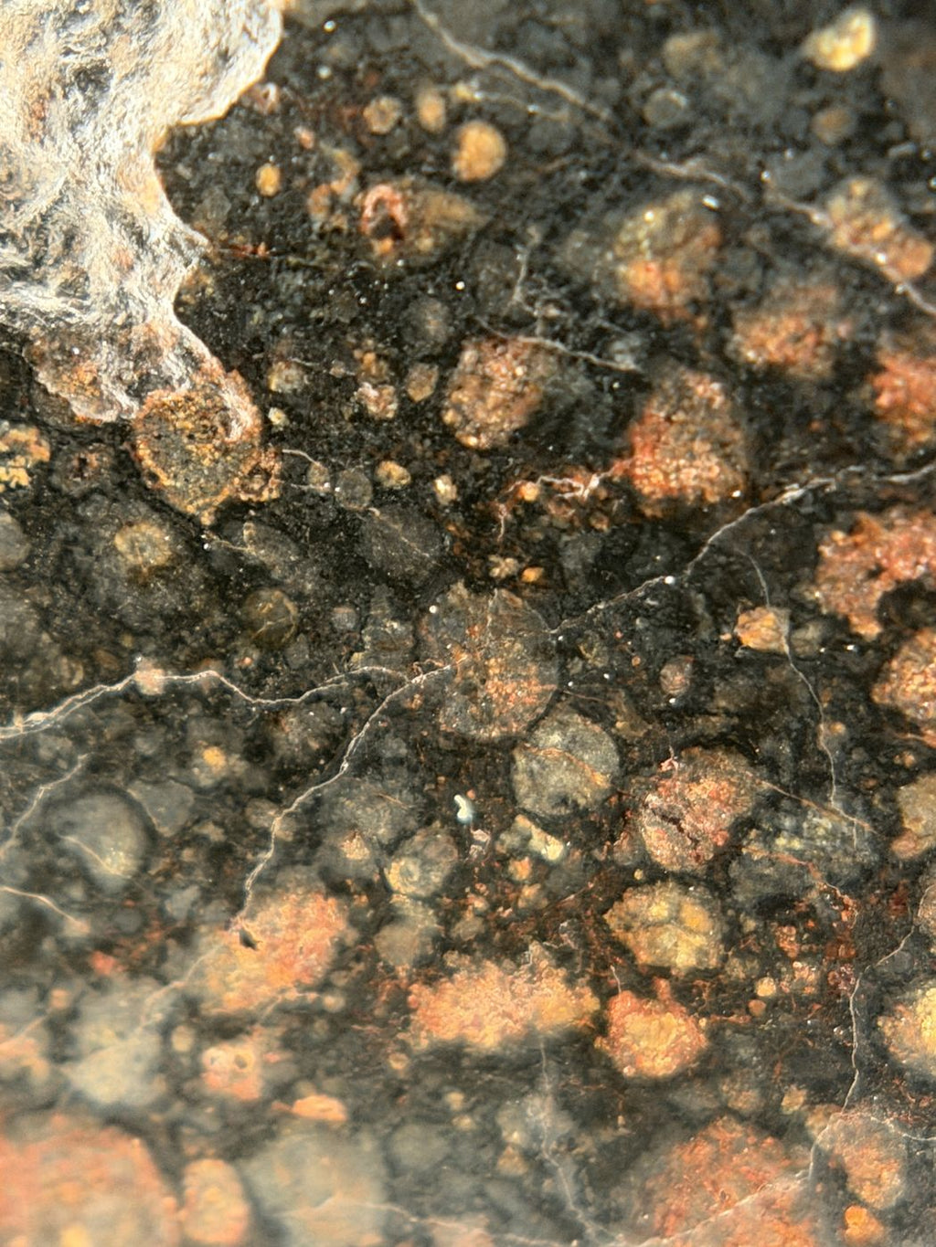 Macro view of chondrules in NWA 18497 CVox3 carbonaceous chondrite