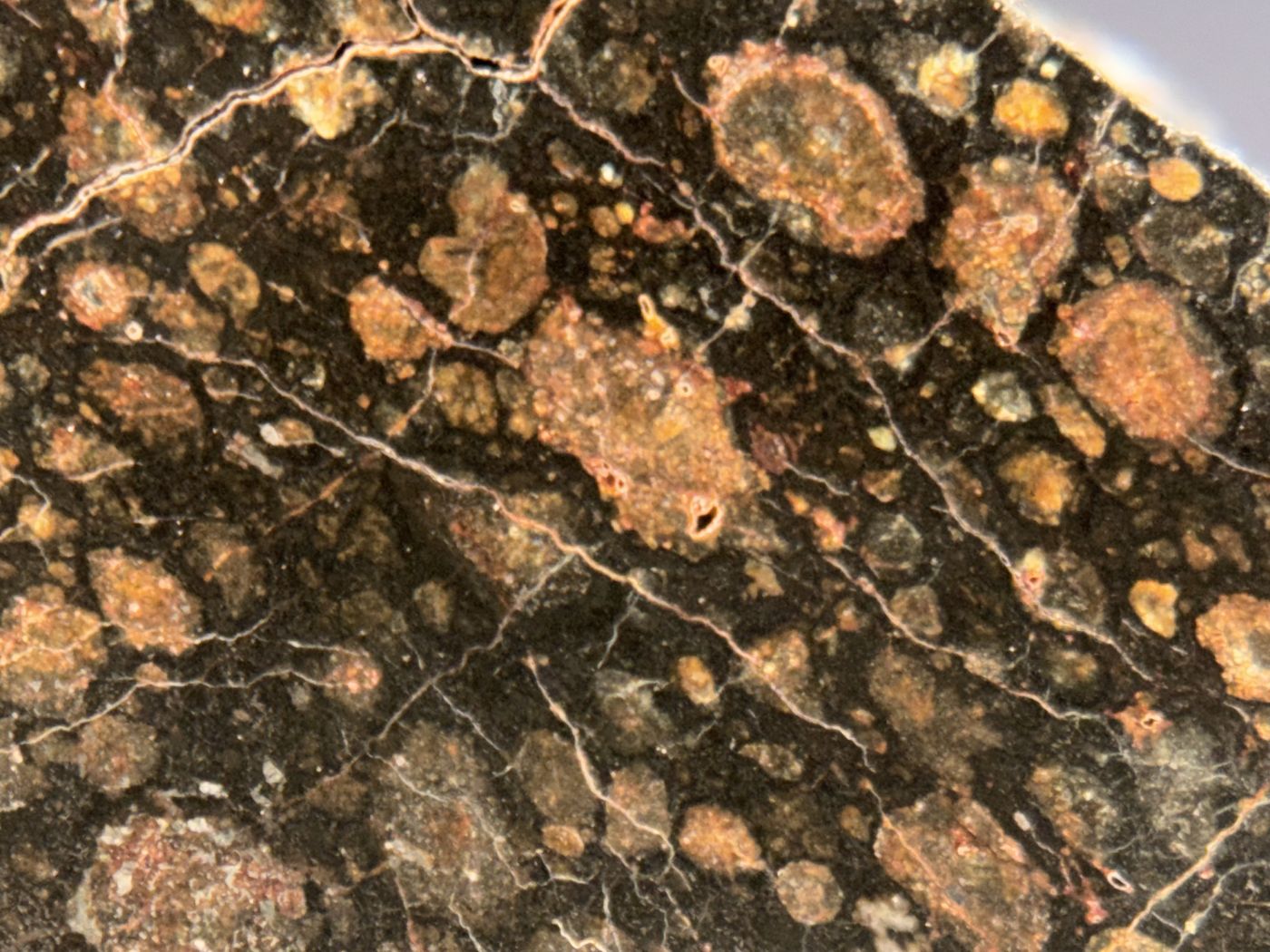 Macro view of chondrules across the polished face of NWA 18497 CVox3 carbonaceous chondrite
