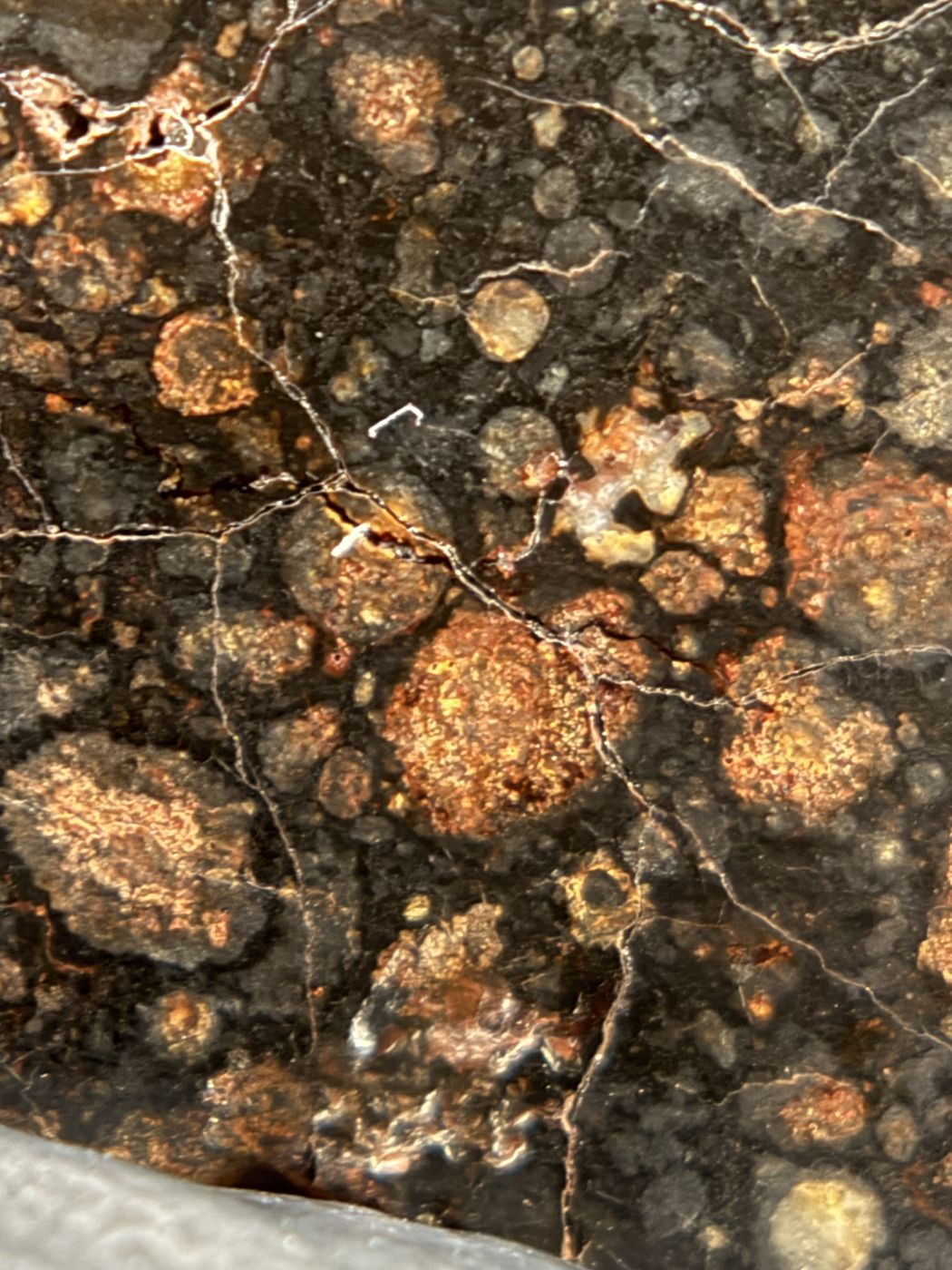 Chondrules and matrix detail in NWA 18497 CVox3 carbonaceous chondrite