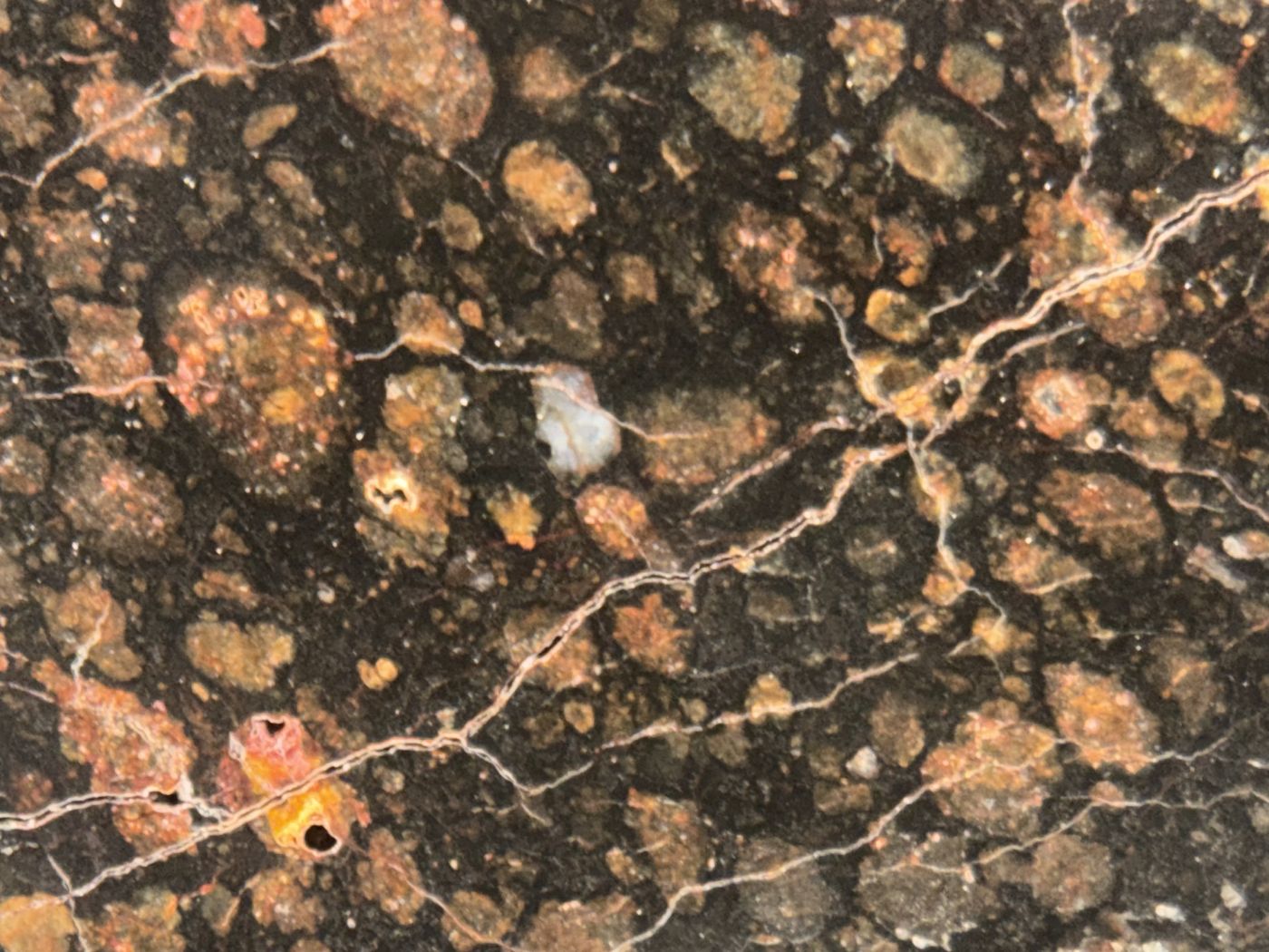 Chondrules and thin veins on the polished face of NWA 18497 CVox3 carbonaceous chondrite