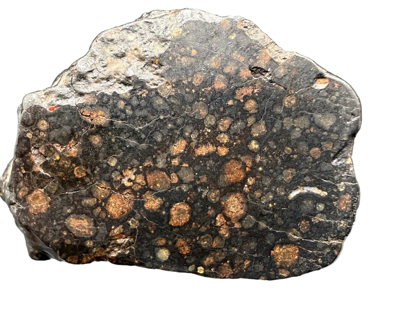 Polished cut face of NWA 18497 CVox3 carbonaceous chondrite showing chondrules in a dark matrix