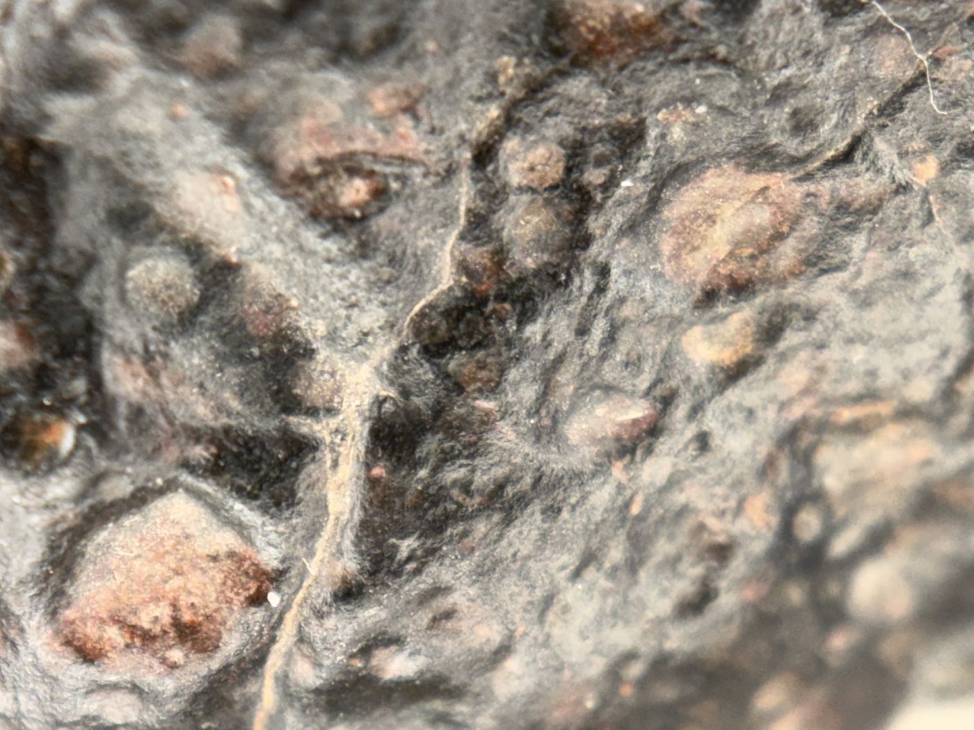 NWA 18497 CVox3 Carbonaceous Chondrite Endcut 71.00g