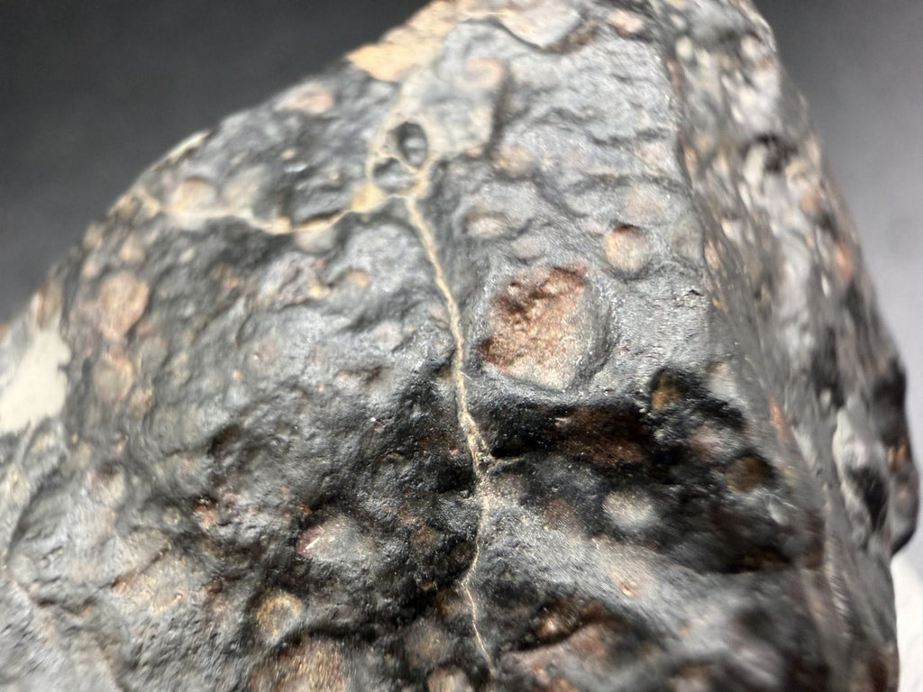 Macro view of the natural exterior of NWA 18497 CVox3 carbonaceous chondrite