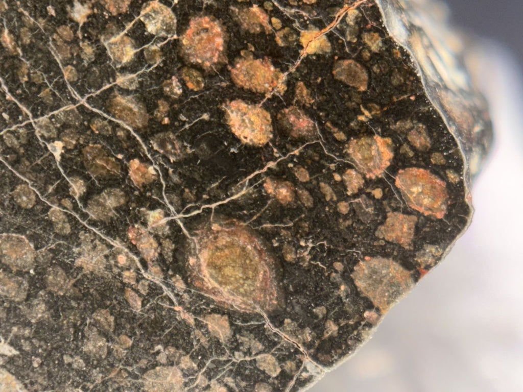 Rimmed chondrule detail on the cut face of NWA 18497 CVox3 carbonaceous chondrite